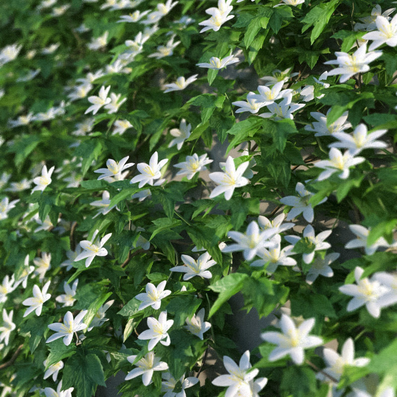 XfrogPlants Avalanche - Clematis Cartmanii  3D model_2