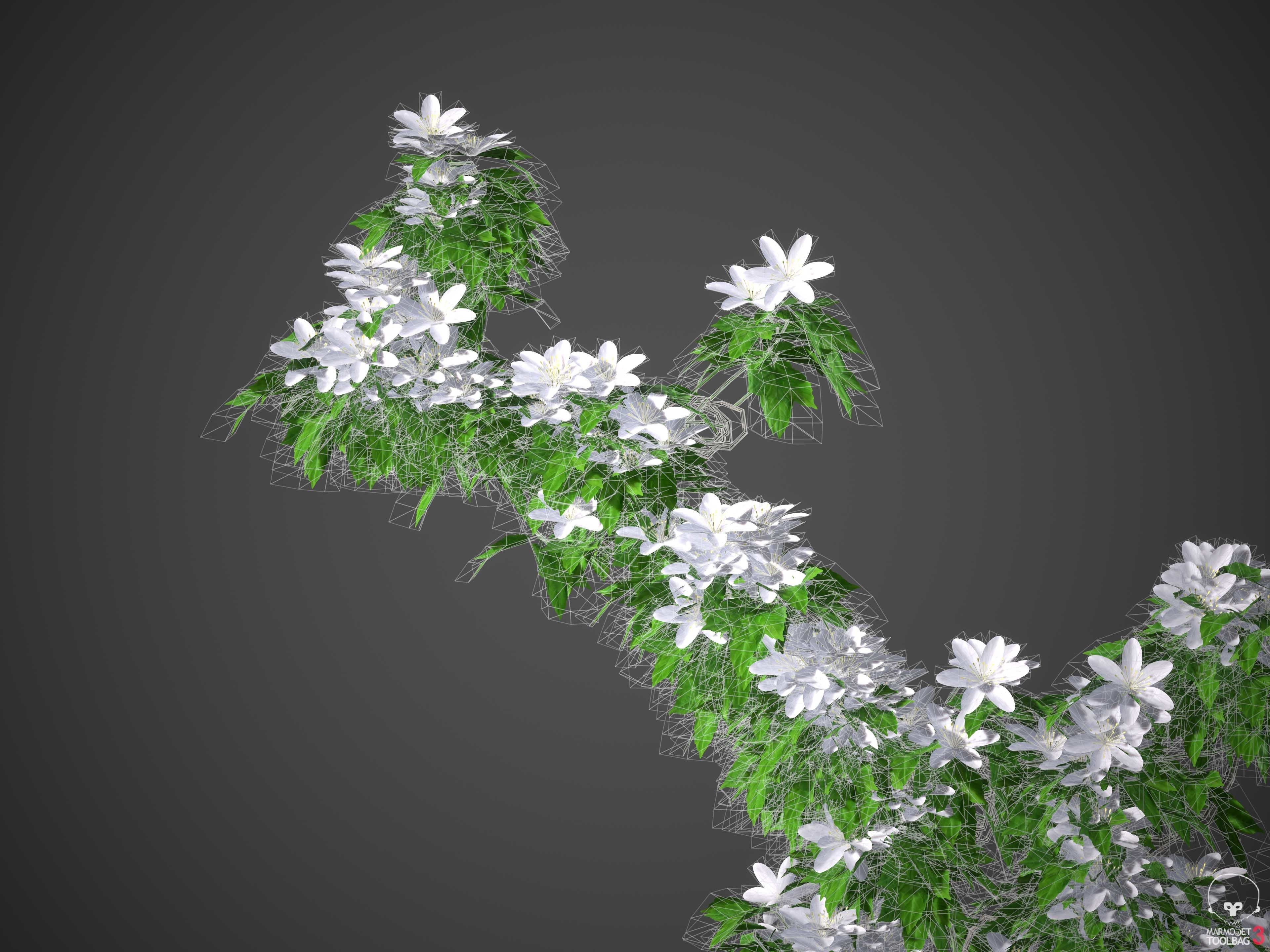 XfrogPlants Avalanche - Clematis Cartmanii  3D model_3