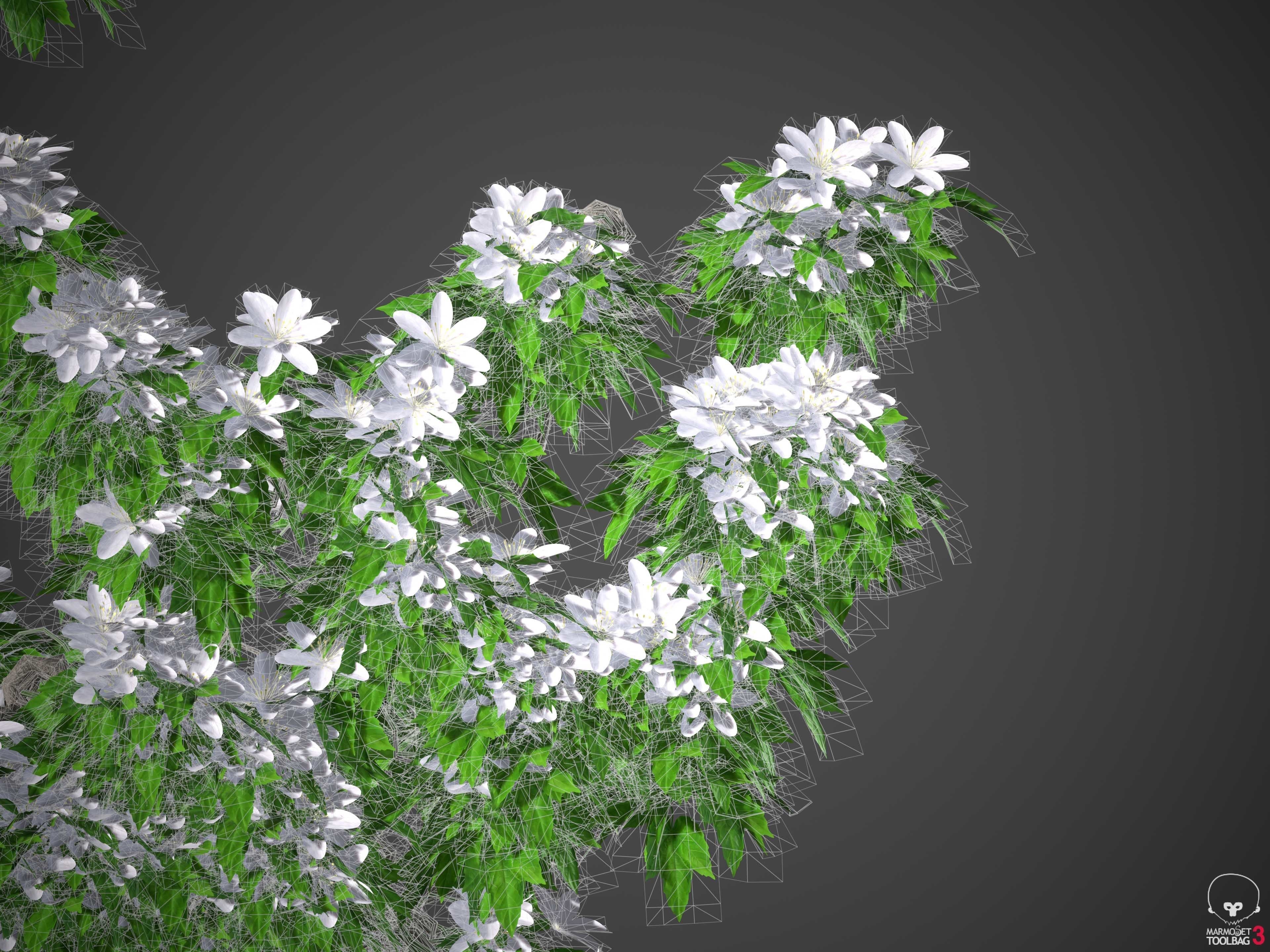 XfrogPlants Avalanche - Clematis Cartmanii  3D model_6