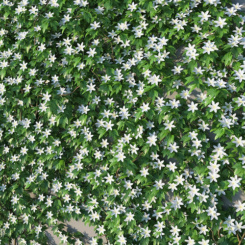 XfrogPlants Avalanche - Clematis Cartmanii  3D model