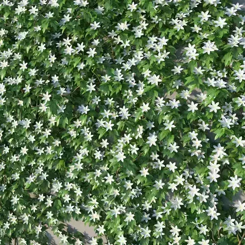 XfrogPlants Avalanche - Clematis Cartmanii  3D model
