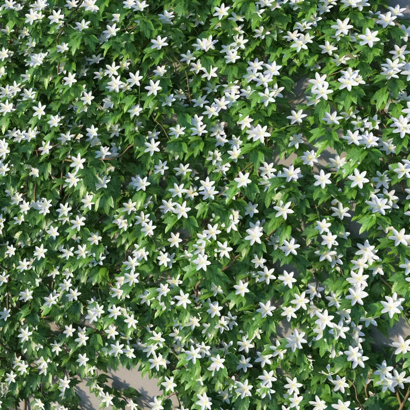 XfrogPlants Avalanche - Clematis Cartmanii  3D model_0