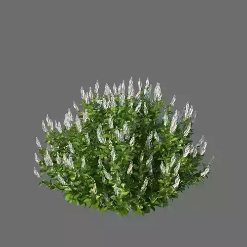 XfrogPlants Coastal Pepperbush - Clethra Alnifolia 