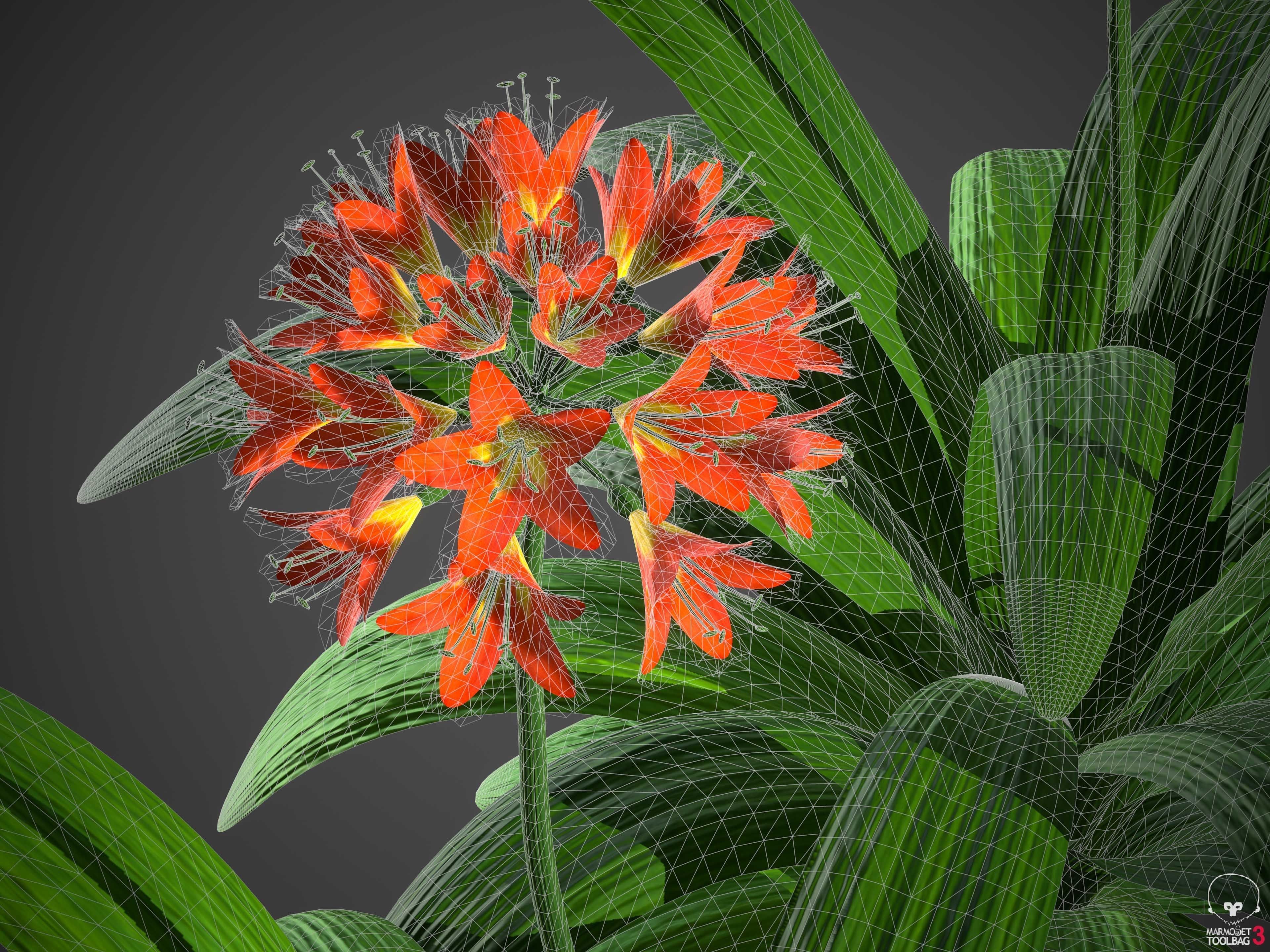 XfrogPlants Bush Lily - Clivia Miniata  3D model_8