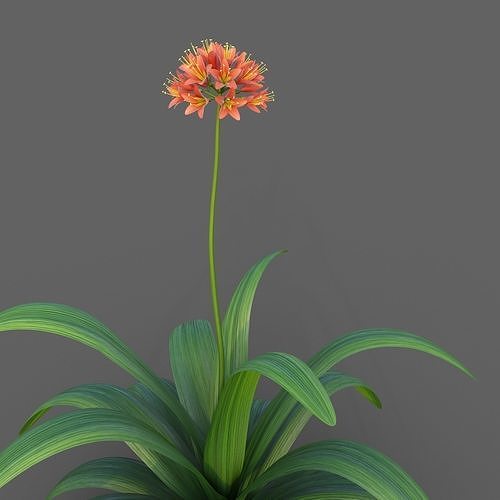 XfrogPlants Bush Lily - Clivia Miniata  3D model