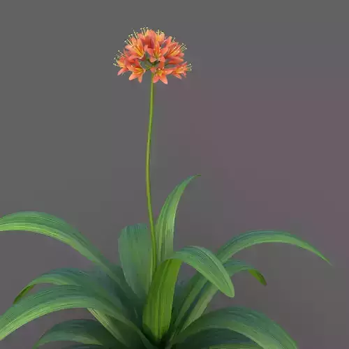 XfrogPlants Bush Lily - Clivia Miniata  3D model