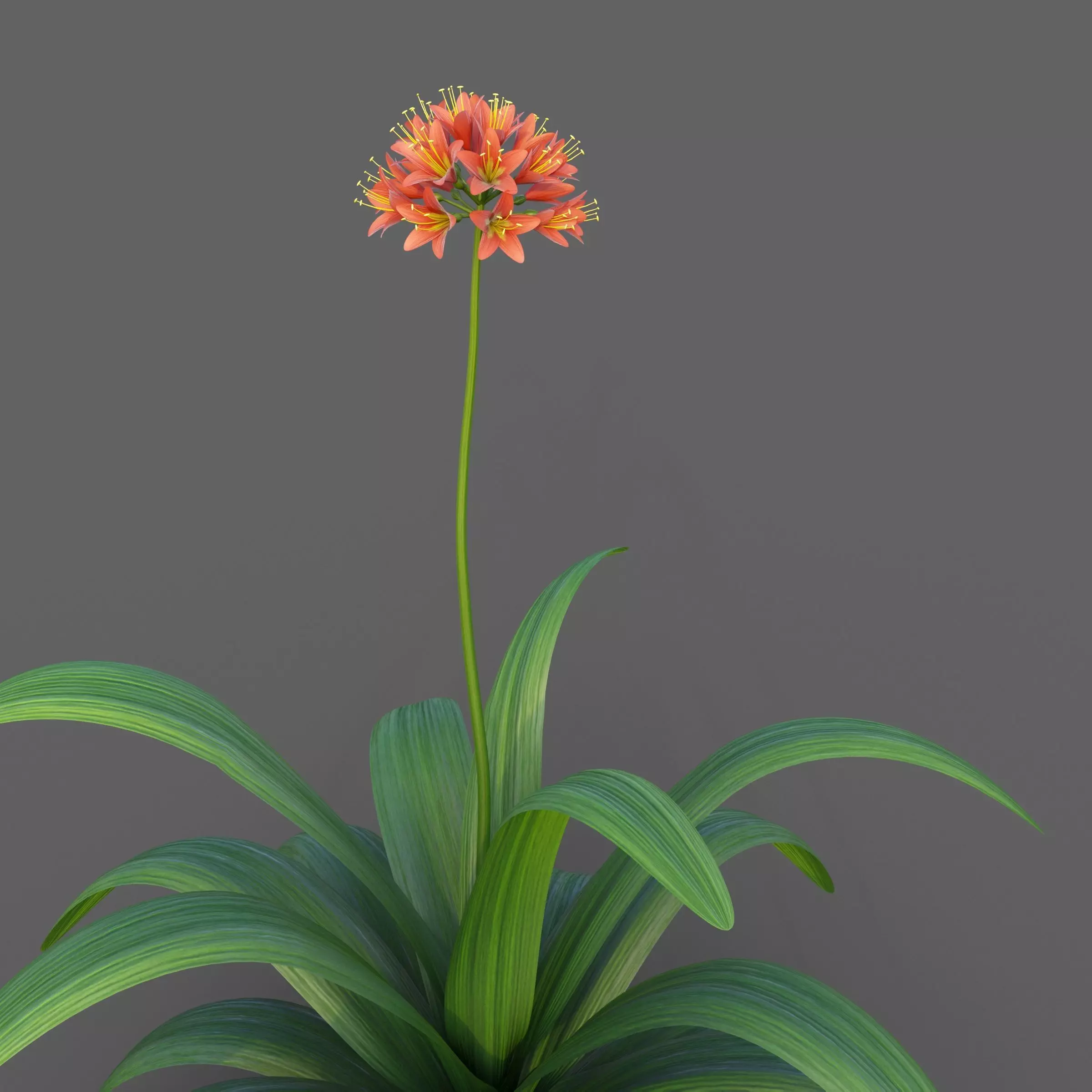 XfrogPlants Bush Lily - Clivia Miniata  3D model_0
