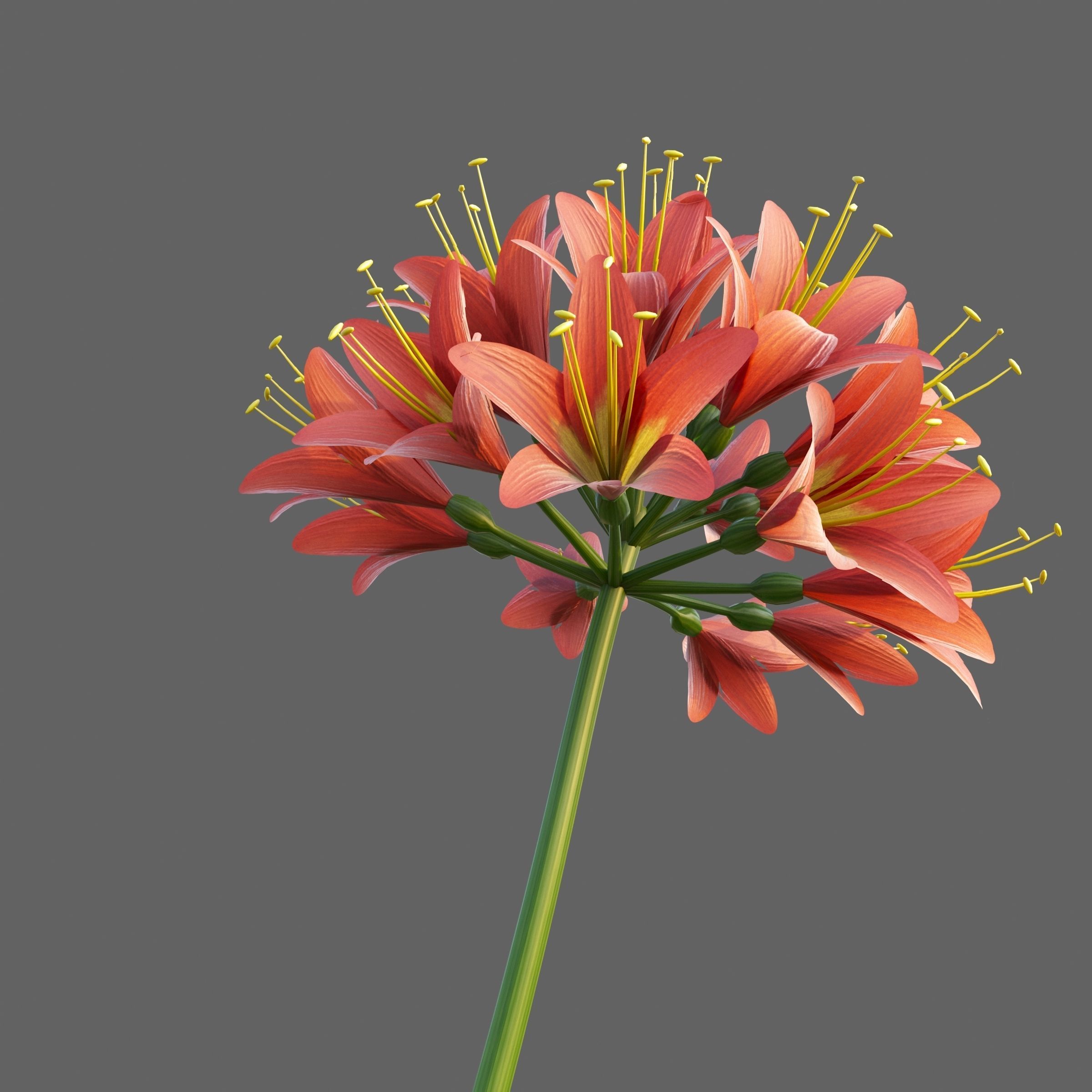 XfrogPlants Bush Lily - Clivia Miniata  3D model_5