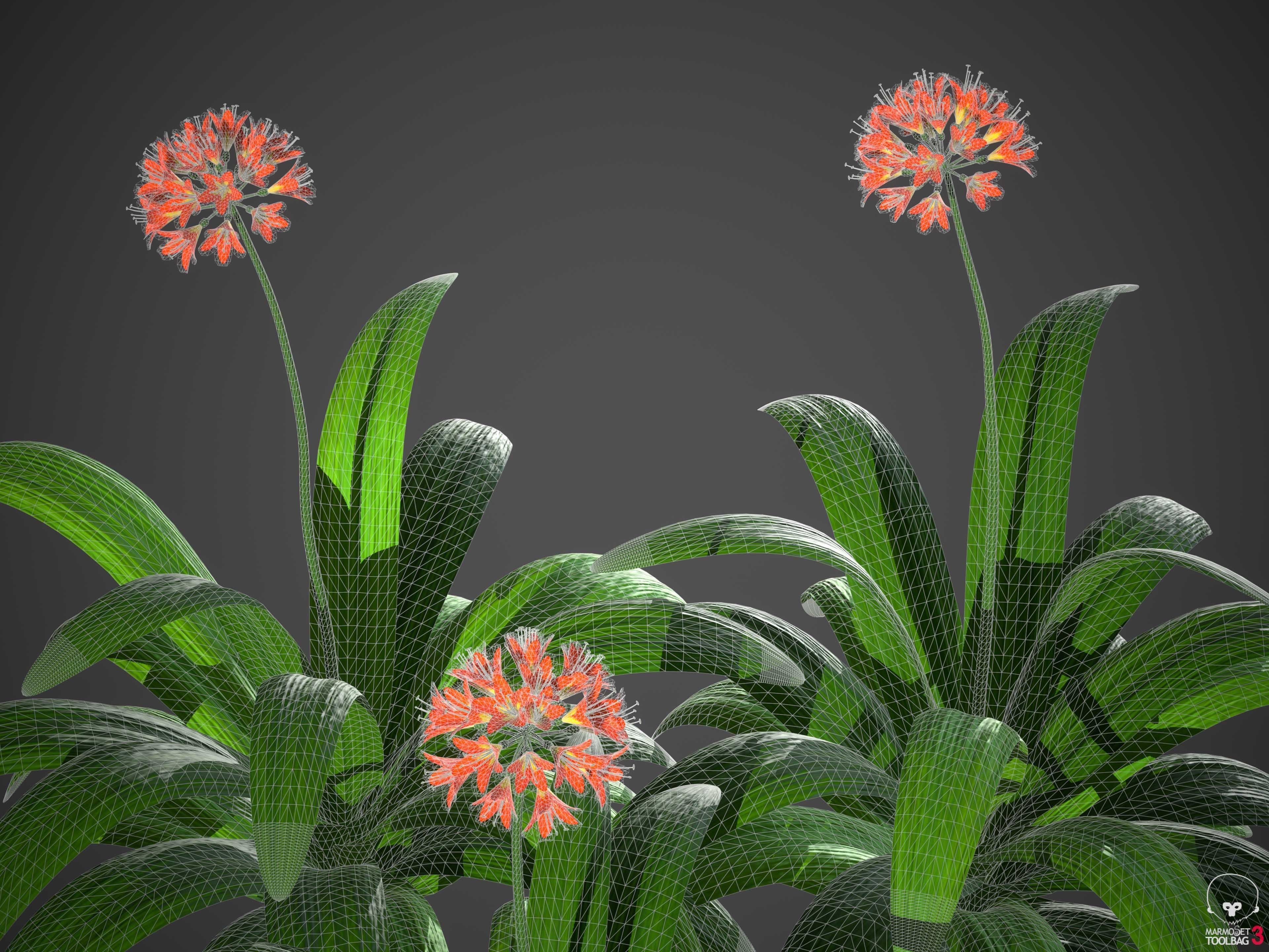 XfrogPlants Bush Lily - Clivia Miniata  3D model_7