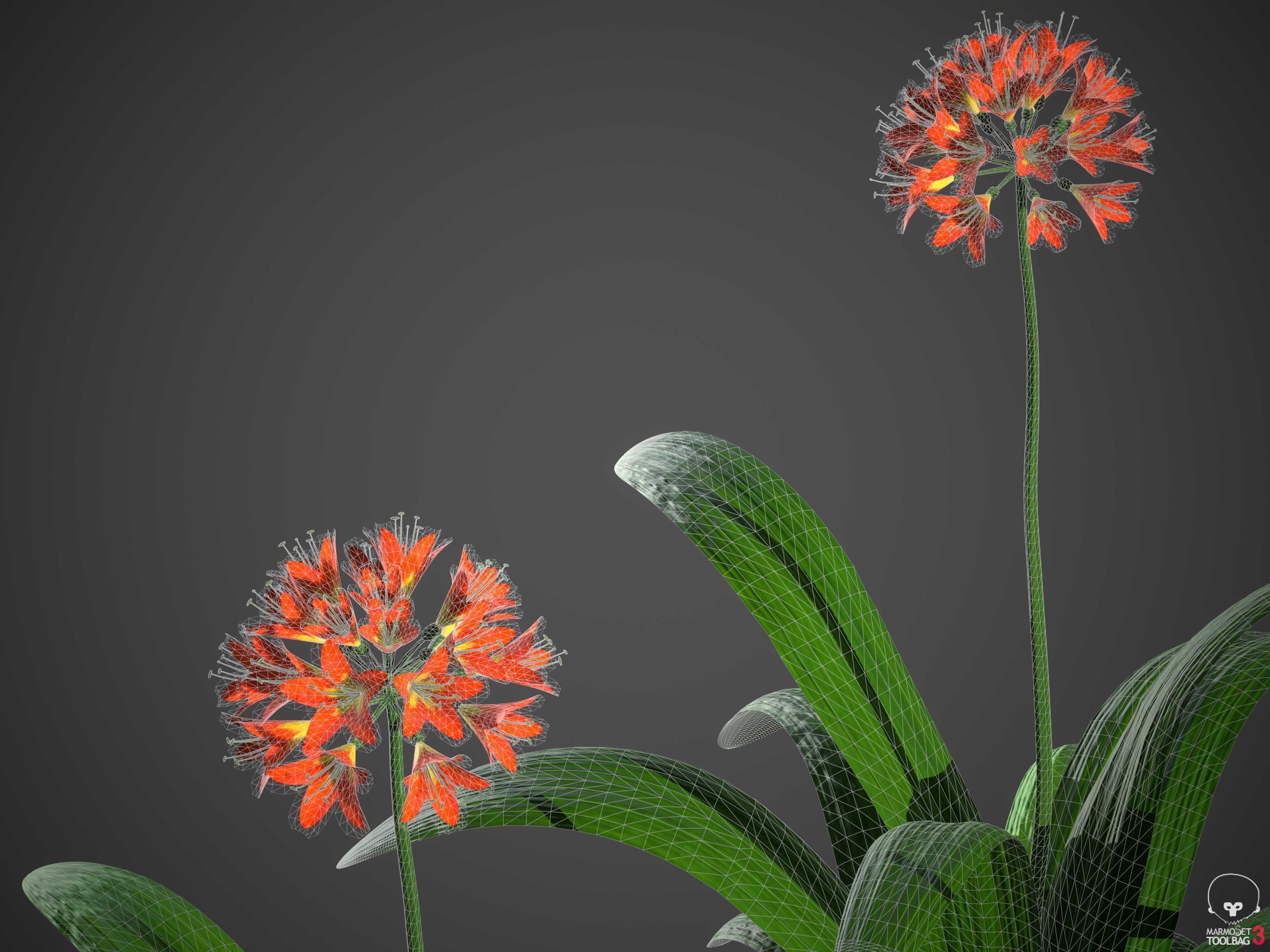 XfrogPlants Bush Lily - Clivia Miniata  3D model_6