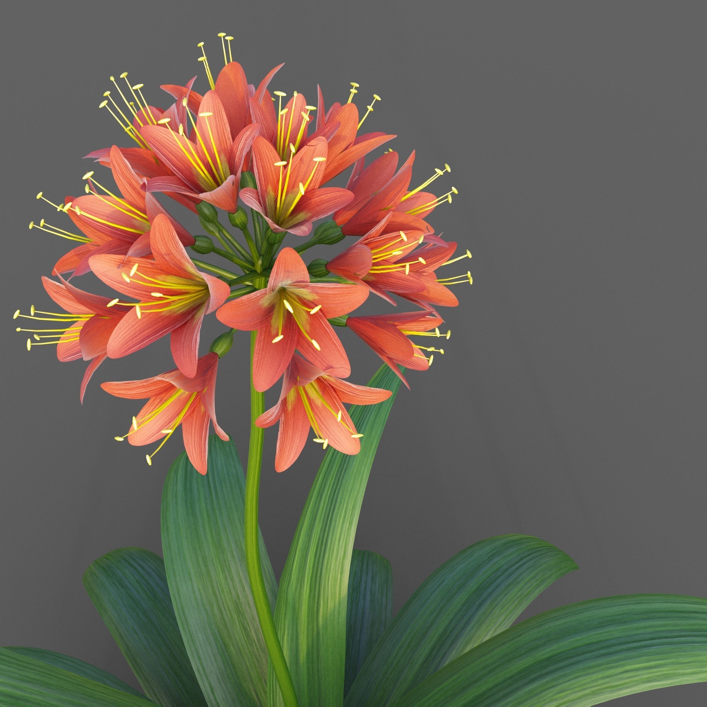 XfrogPlants Bush Lily - Clivia Miniata  3D model_4