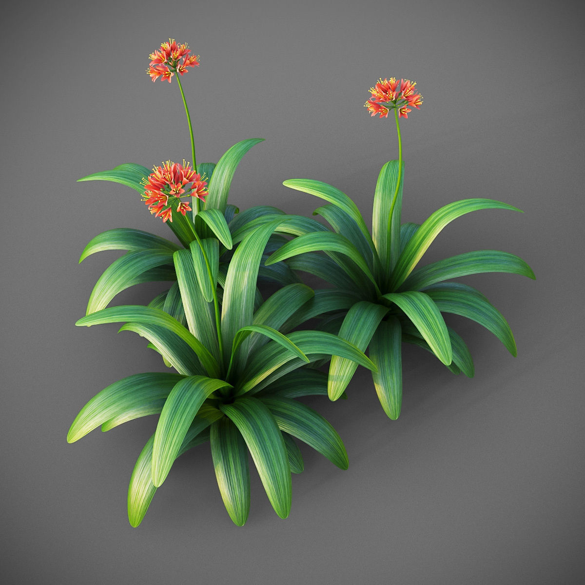 XfrogPlants Bush Lily - Clivia Miniata  3D model_2