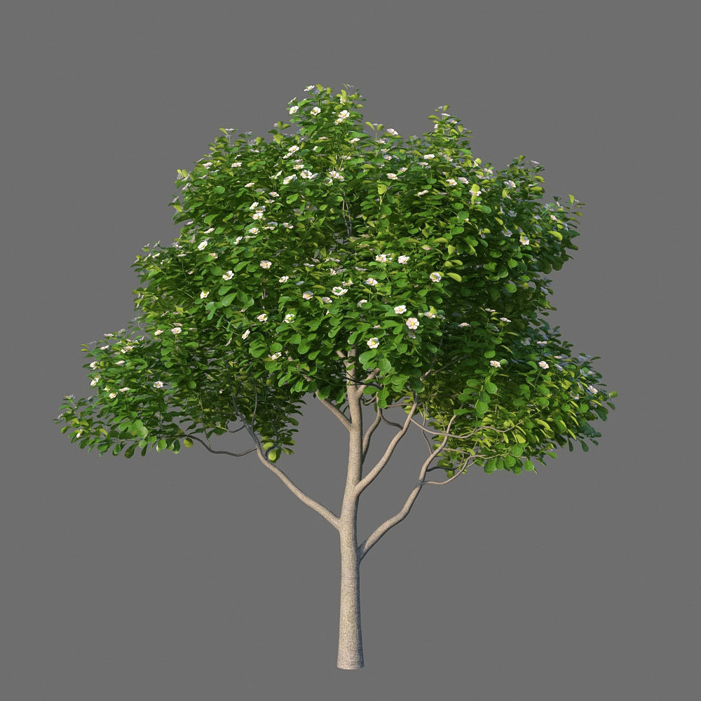 XfrogPlants Autograph Tree - Clusia Rosea  3D model_9