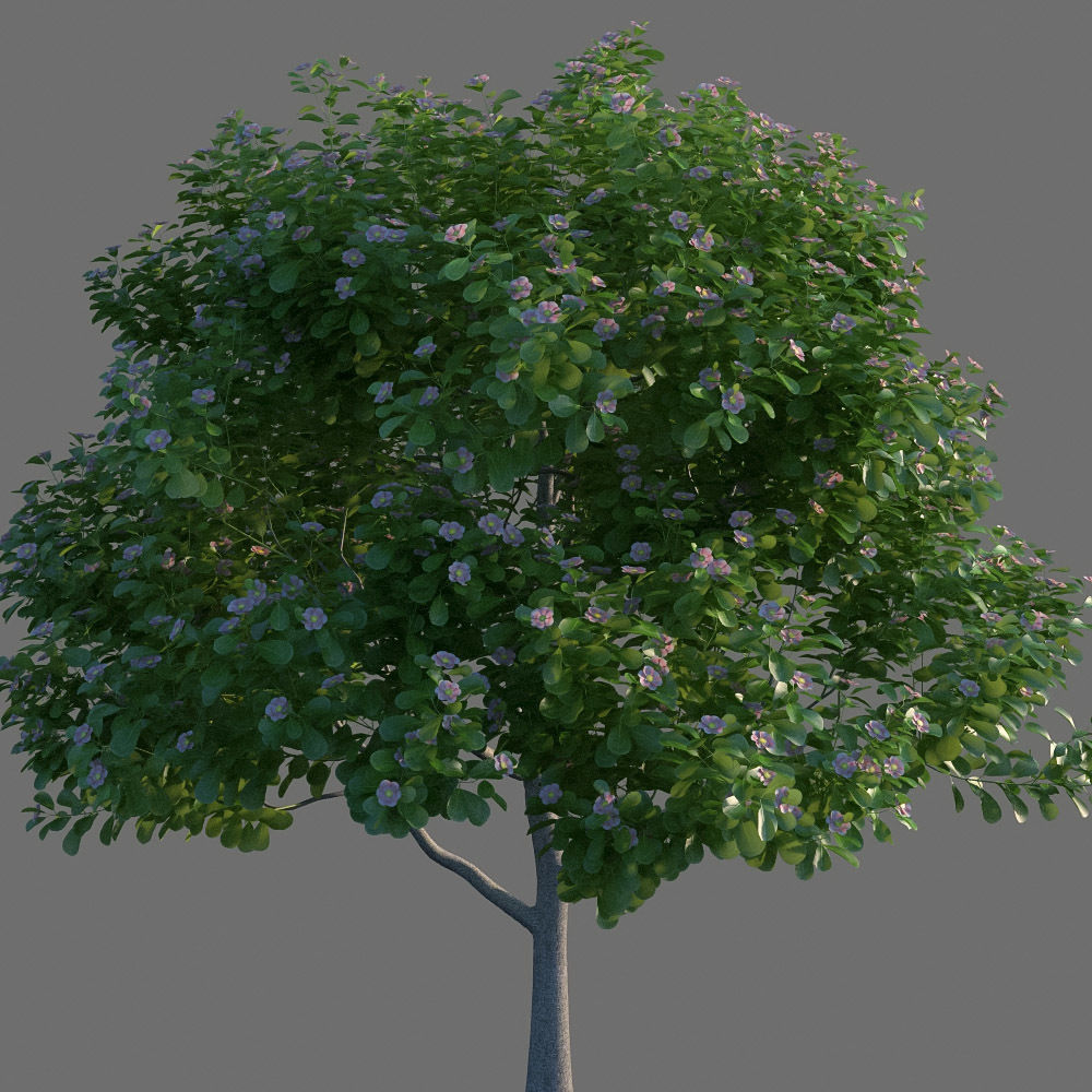 XfrogPlants Autograph Tree - Clusia Rosea  3D model_5