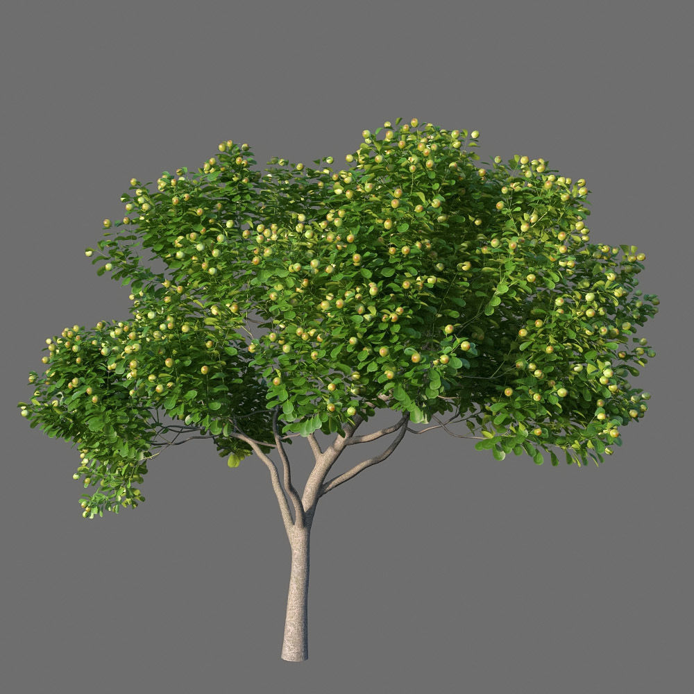 XfrogPlants Autograph Tree - Clusia Rosea  3D model_2
