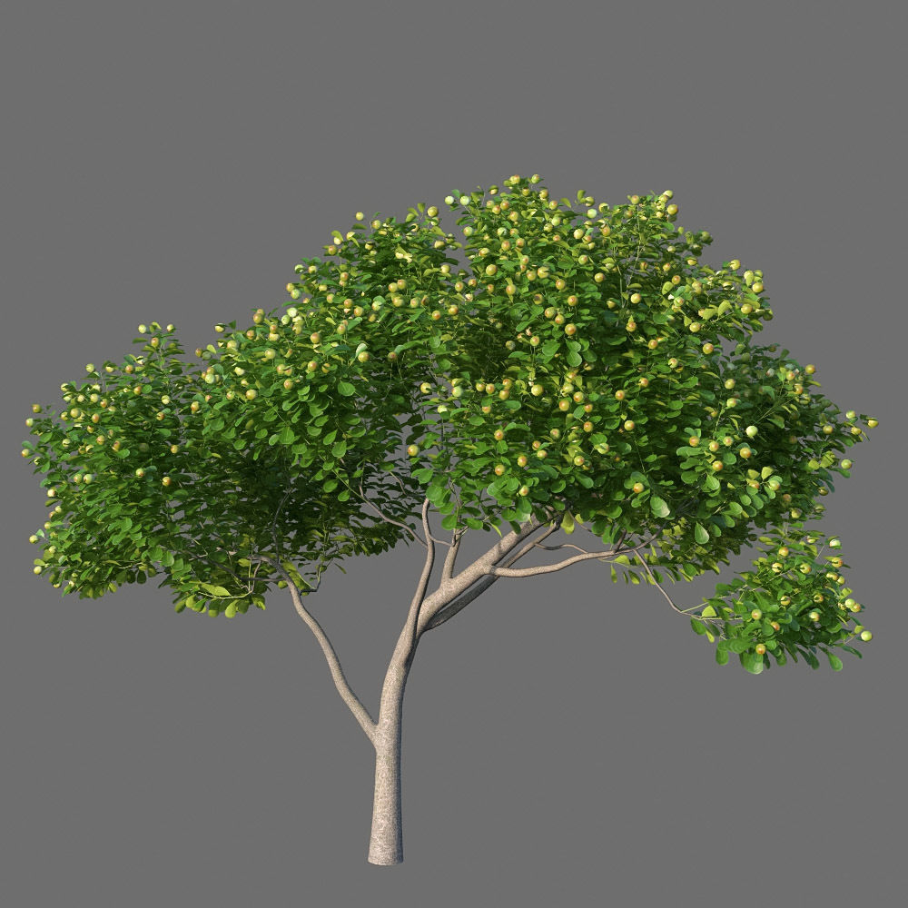 XfrogPlants Autograph Tree - Clusia Rosea  3D model_3