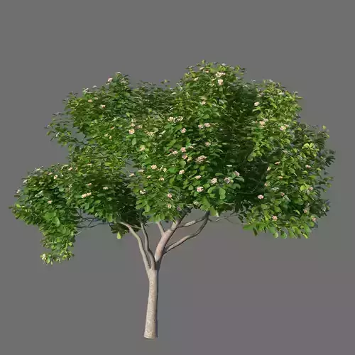 XfrogPlants Autograph Tree - Clusia Rosea  3D model