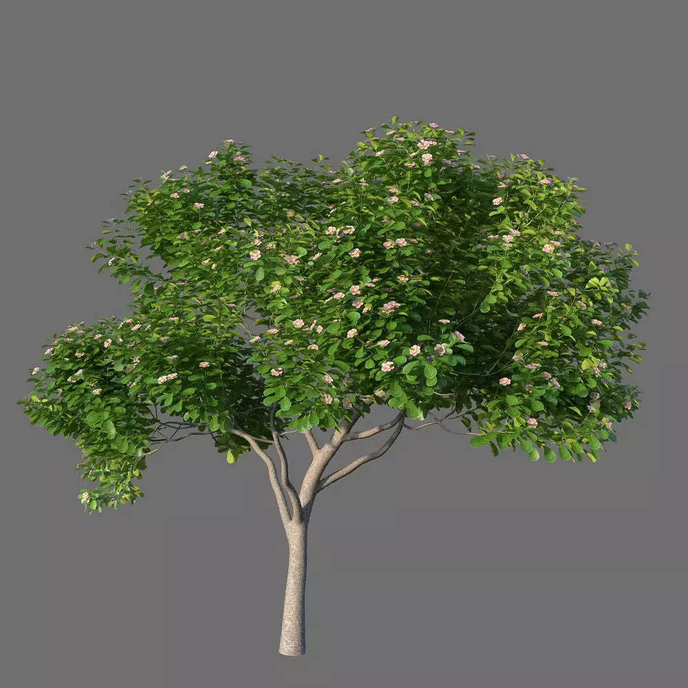 XfrogPlants Autograph Tree - Clusia Rosea  3D model_0