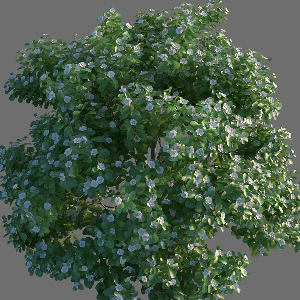 XfrogPlants Autograph Tree - Clusia Rosea  3D model_8
