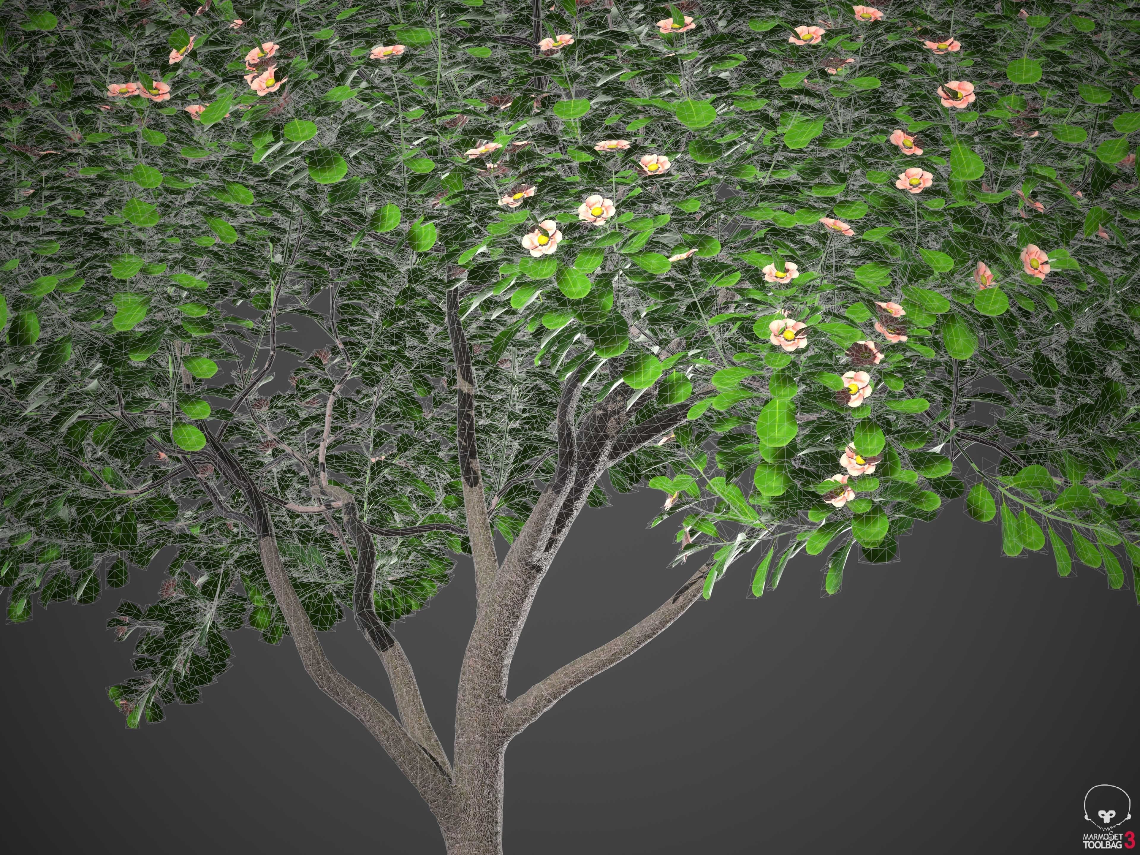 XfrogPlants Autograph Tree - Clusia Rosea  3D model_12