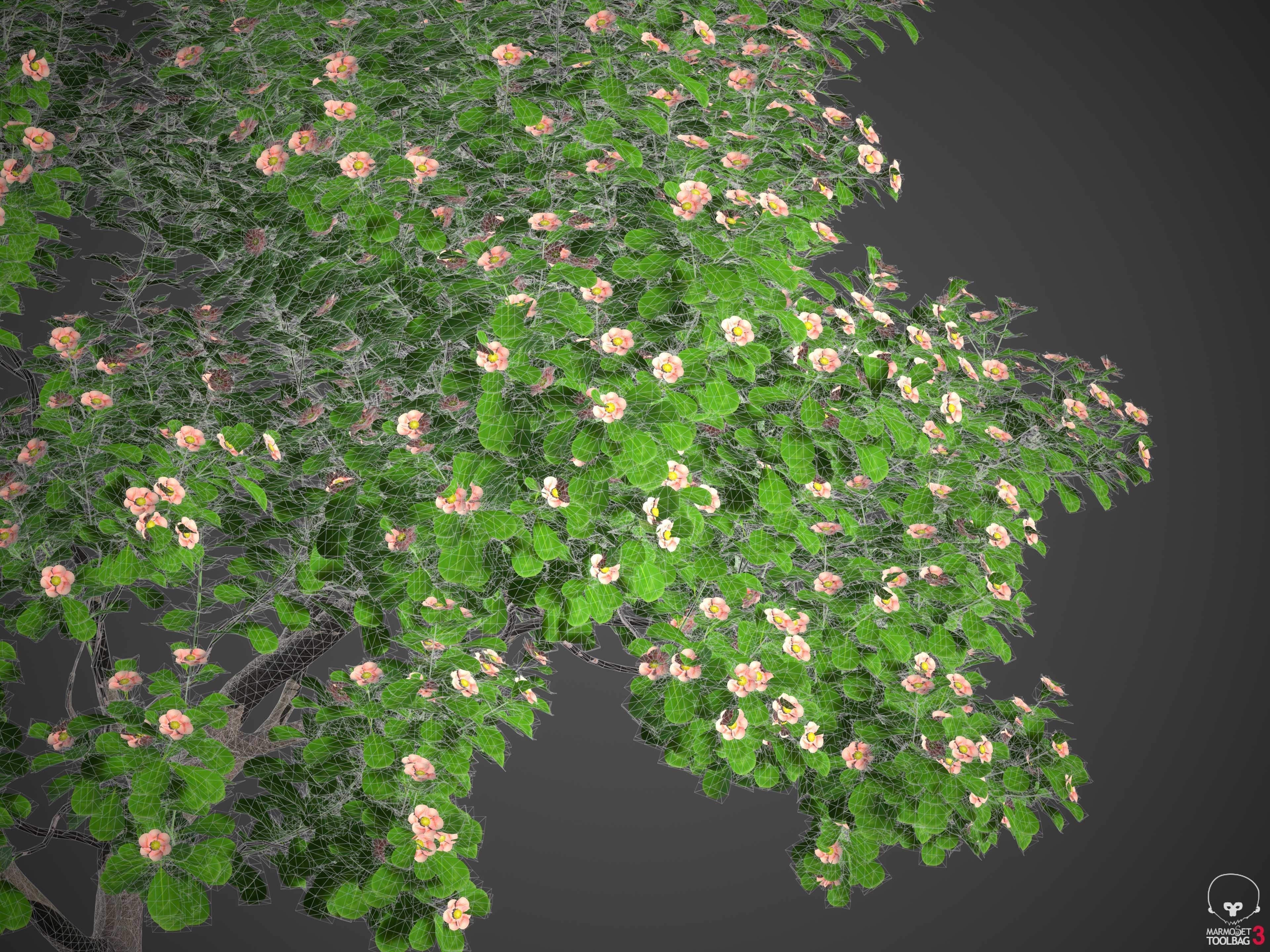 XfrogPlants Autograph Tree - Clusia Rosea  3D model_13