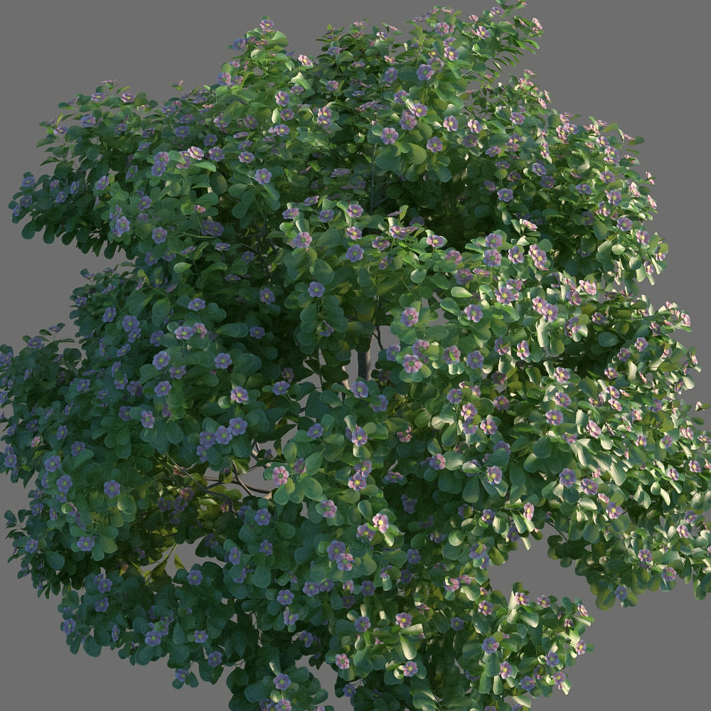 XfrogPlants Autograph Tree - Clusia Rosea  3D model_6