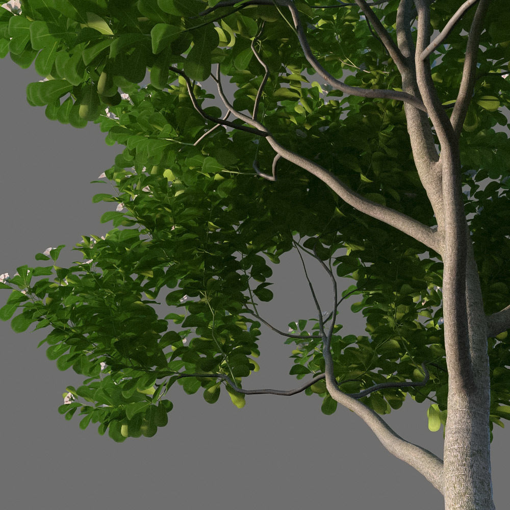 XfrogPlants Autograph Tree - Clusia Rosea  3D model_10