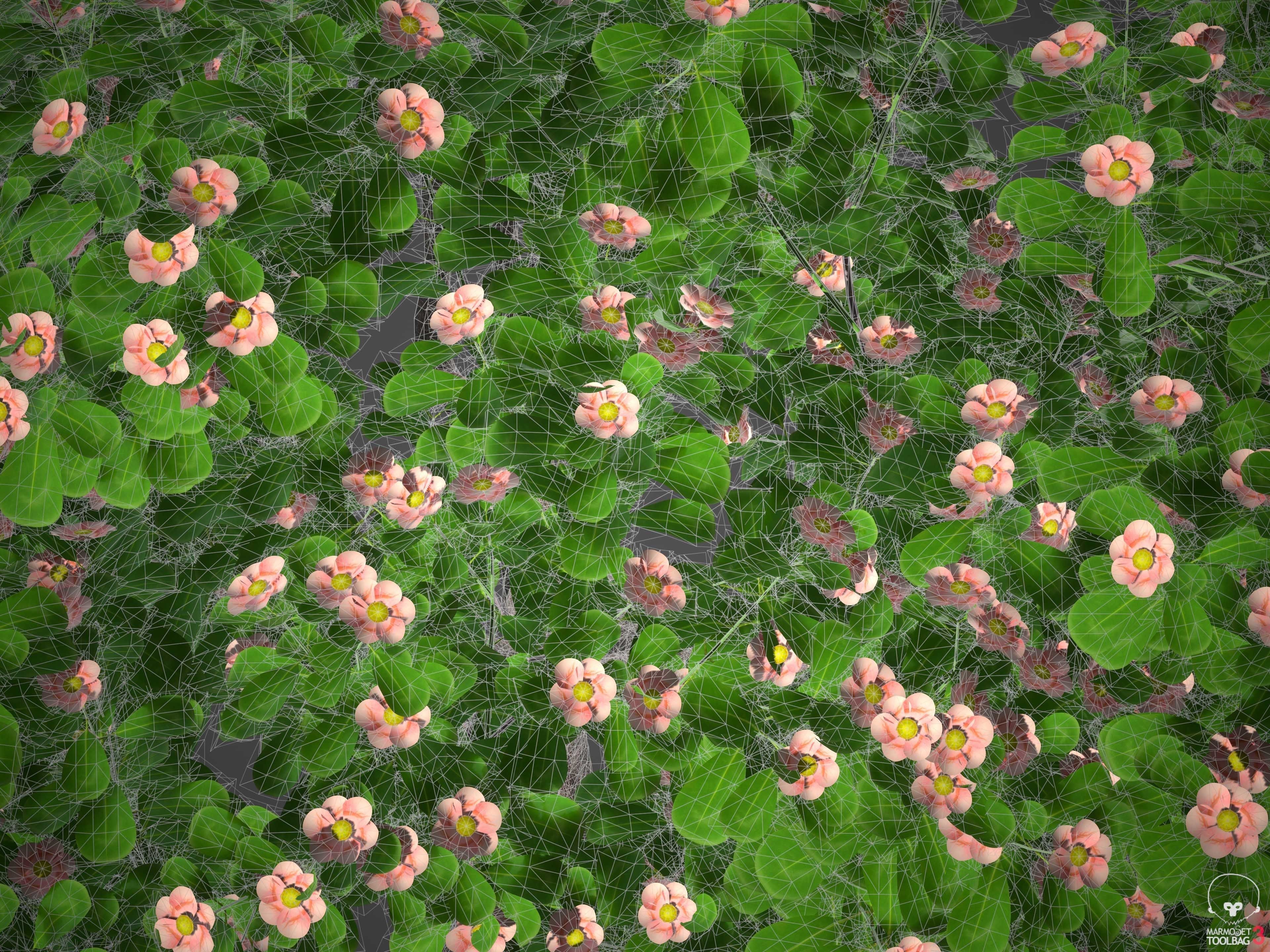 XfrogPlants Autograph Tree - Clusia Rosea  3D model_11