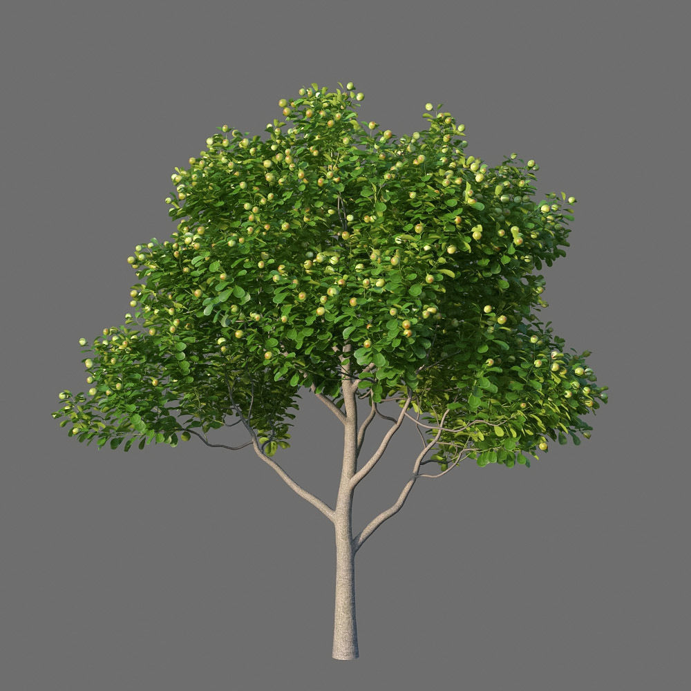 XfrogPlants Autograph Tree - Clusia Rosea  3D model_4