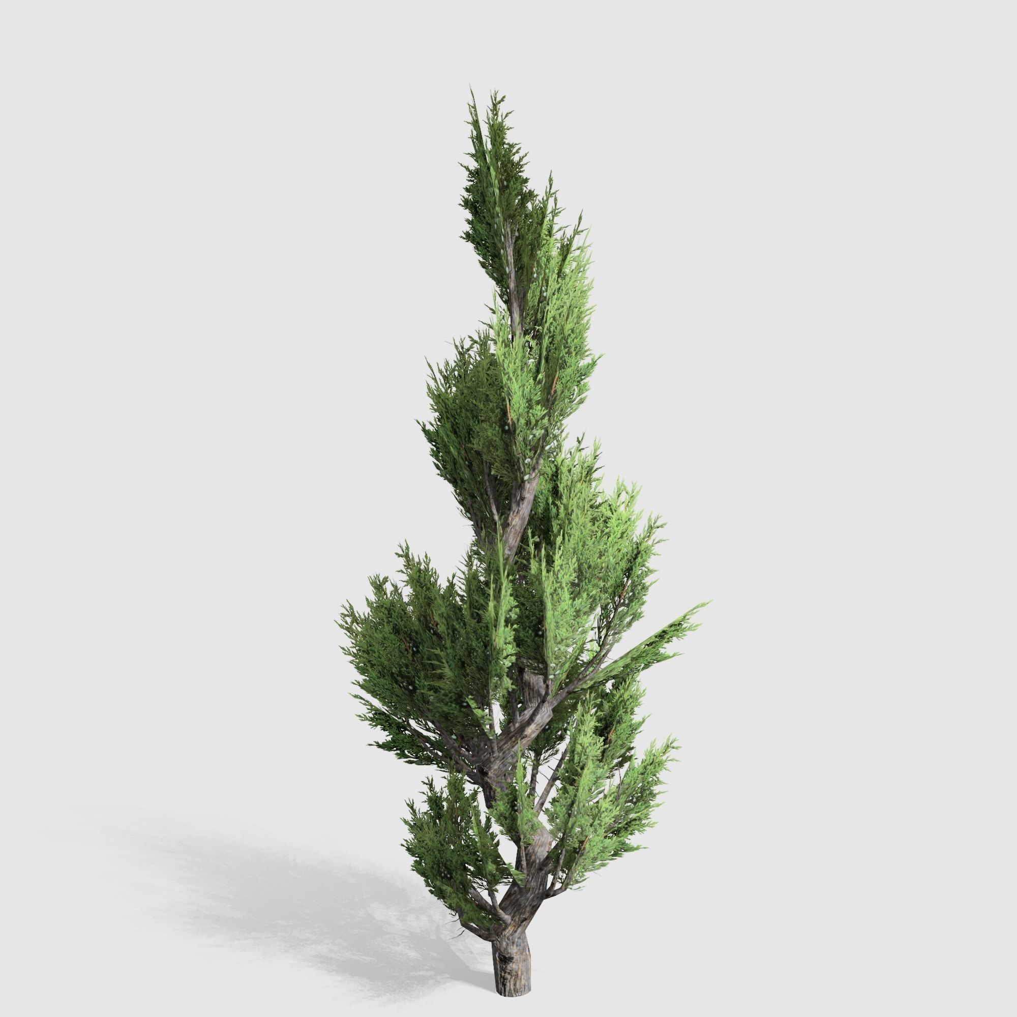 Holly wood Juniper tree collection 27  trees Models in the scene Low-poly 3D model_48