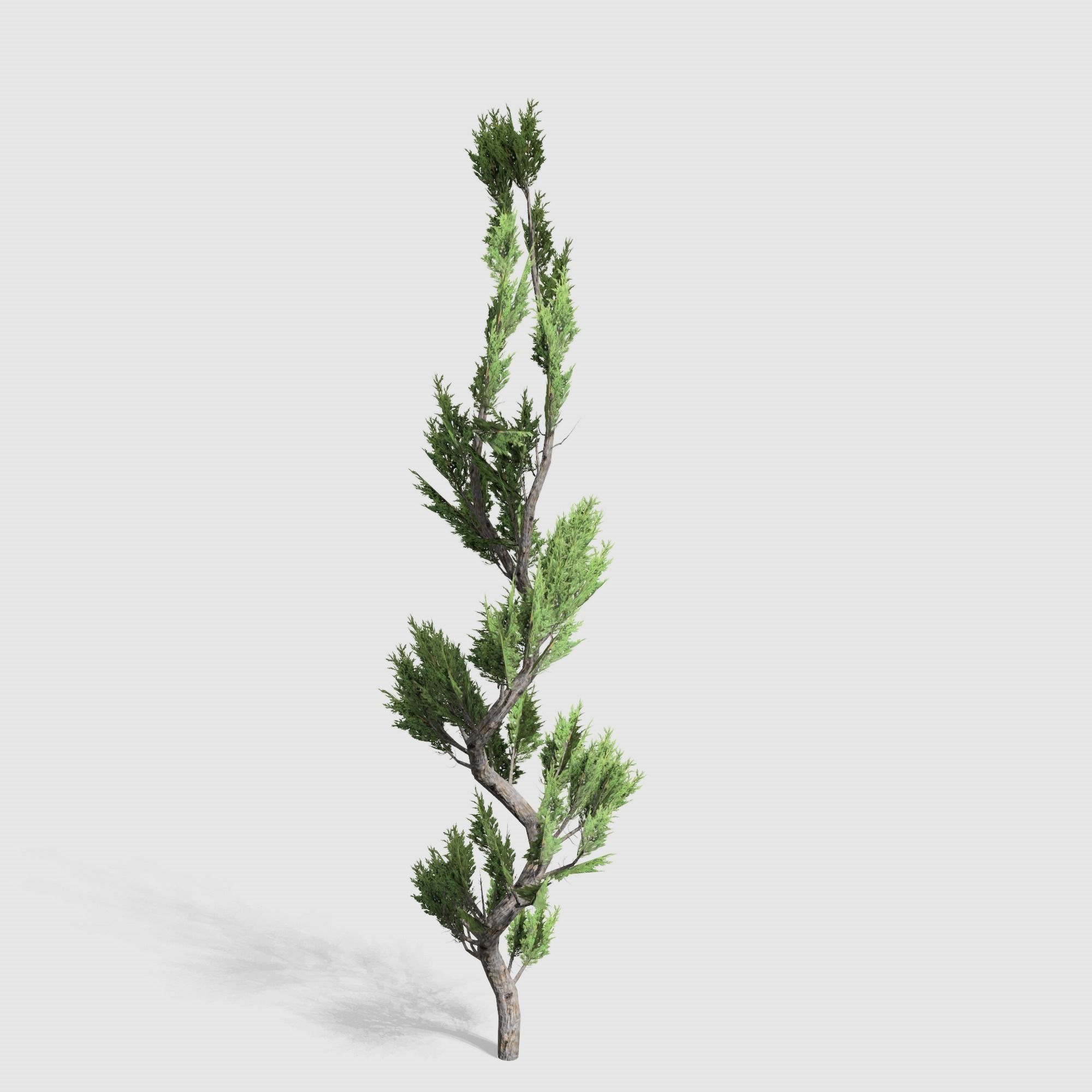 Holly wood Juniper tree collection 27  trees Models in the scene Low-poly 3D model_47