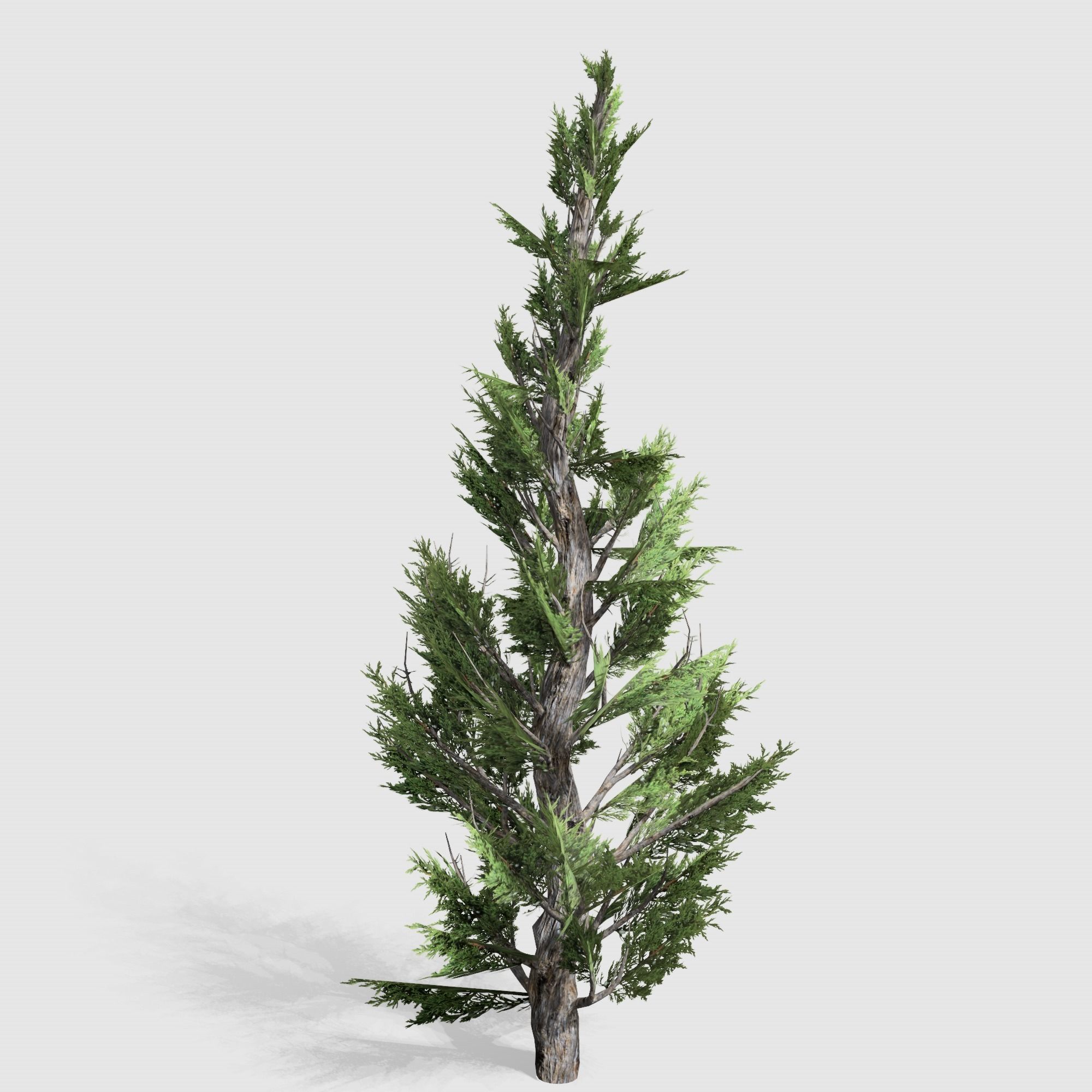 Holly wood Juniper tree collection 27  trees Models in the scene Low-poly 3D model_15