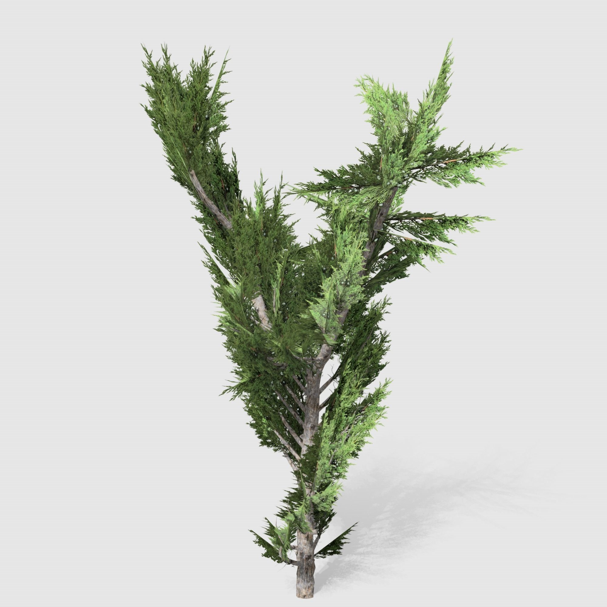 Holly wood Juniper tree collection 27  trees Models in the scene Low-poly 3D model_35