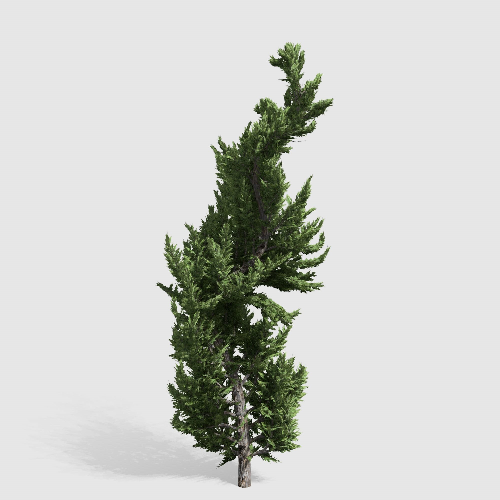 Holly wood Juniper tree collection 27  trees Models in the scene Low-poly 3D model_46