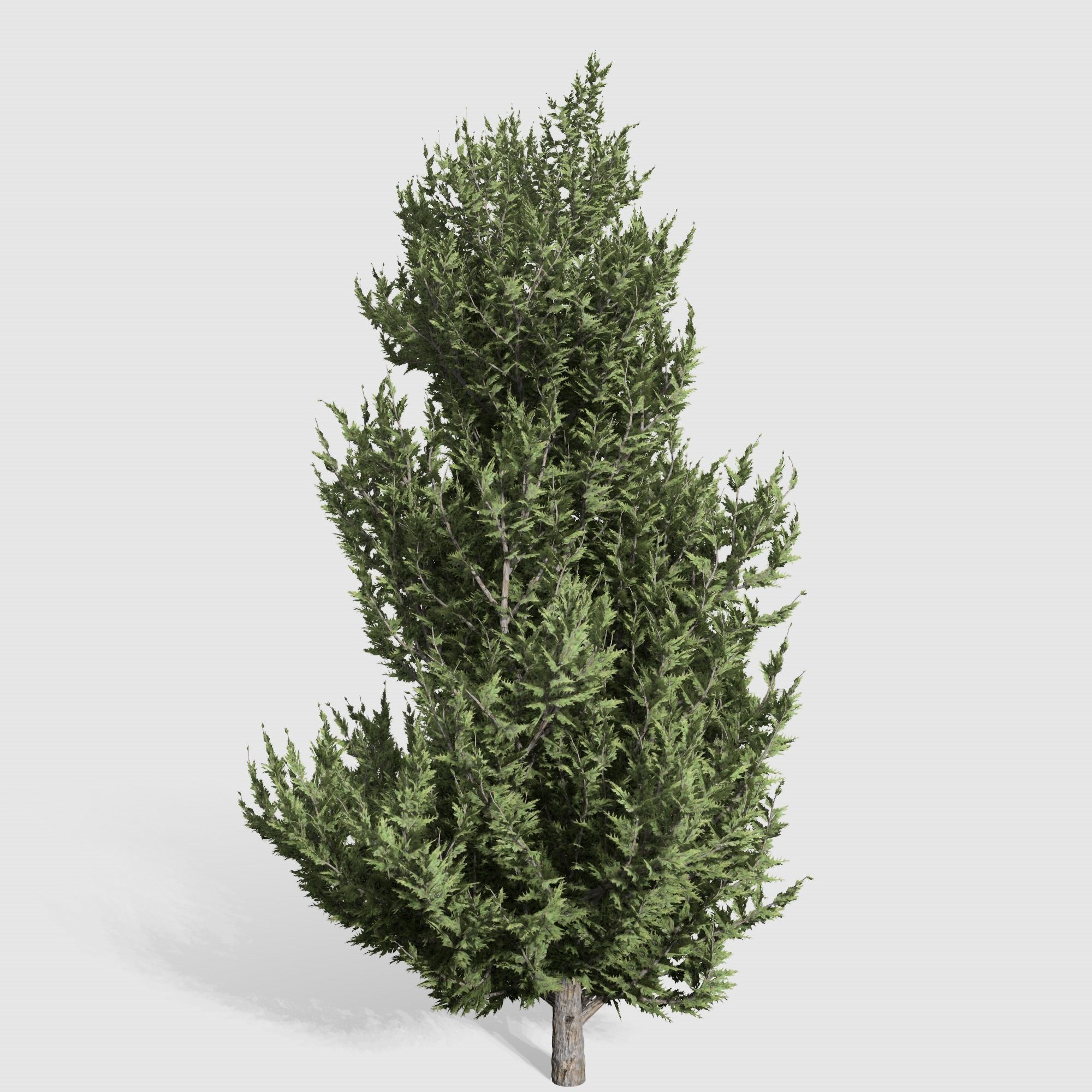 Holly wood Juniper tree collection 27  trees Models in the scene Low-poly 3D model_13