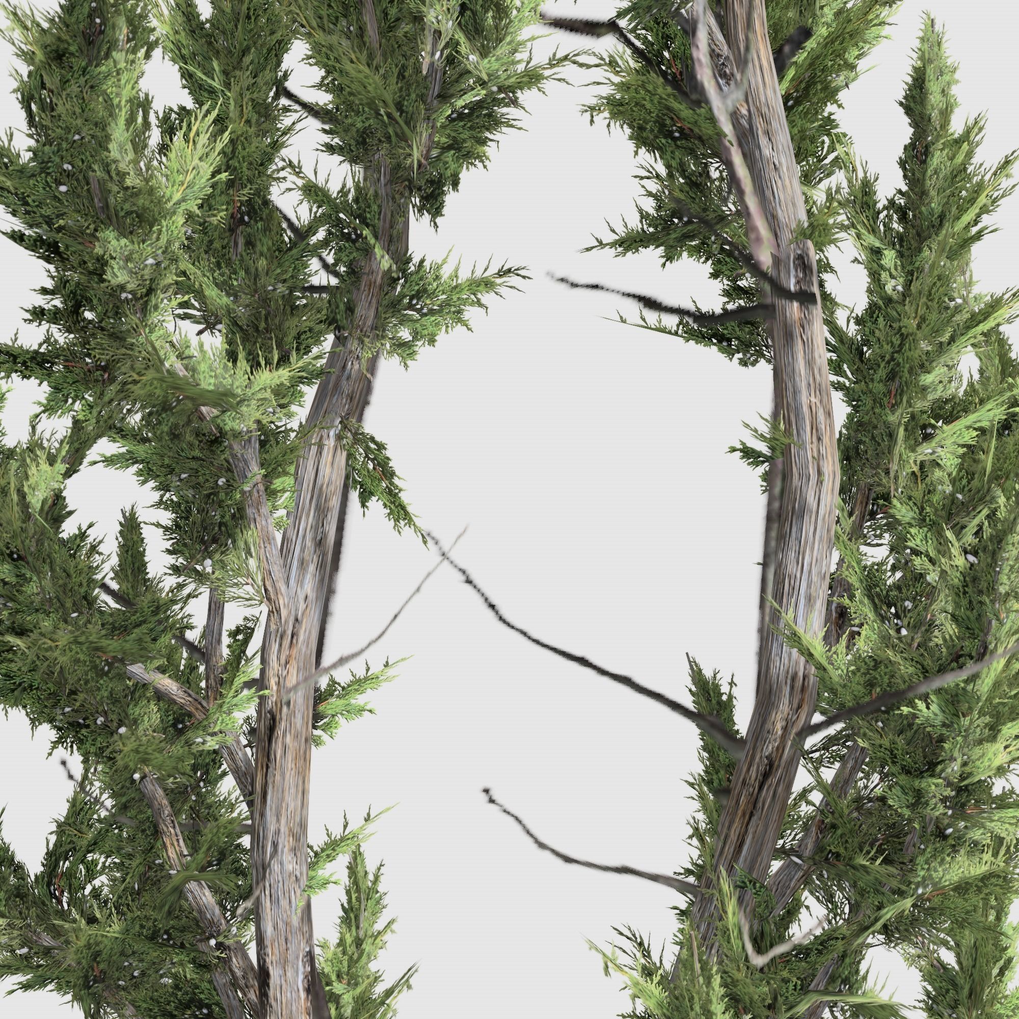 Holly wood Juniper tree collection 27  trees Models in the scene Low-poly 3D model_32