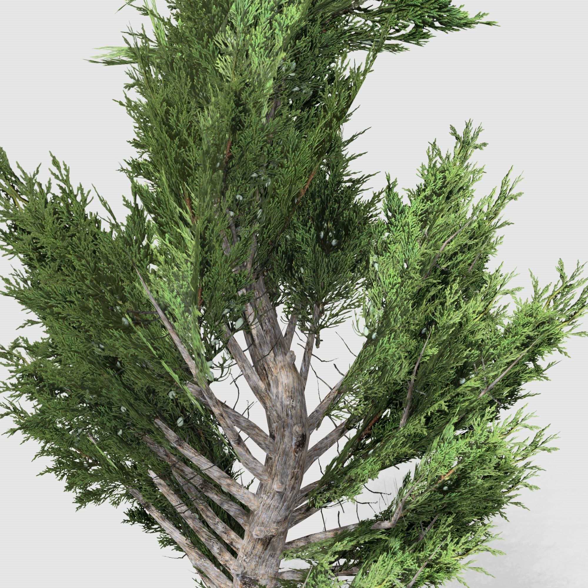 Holly wood Juniper tree collection 27  trees Models in the scene Low-poly 3D model_50