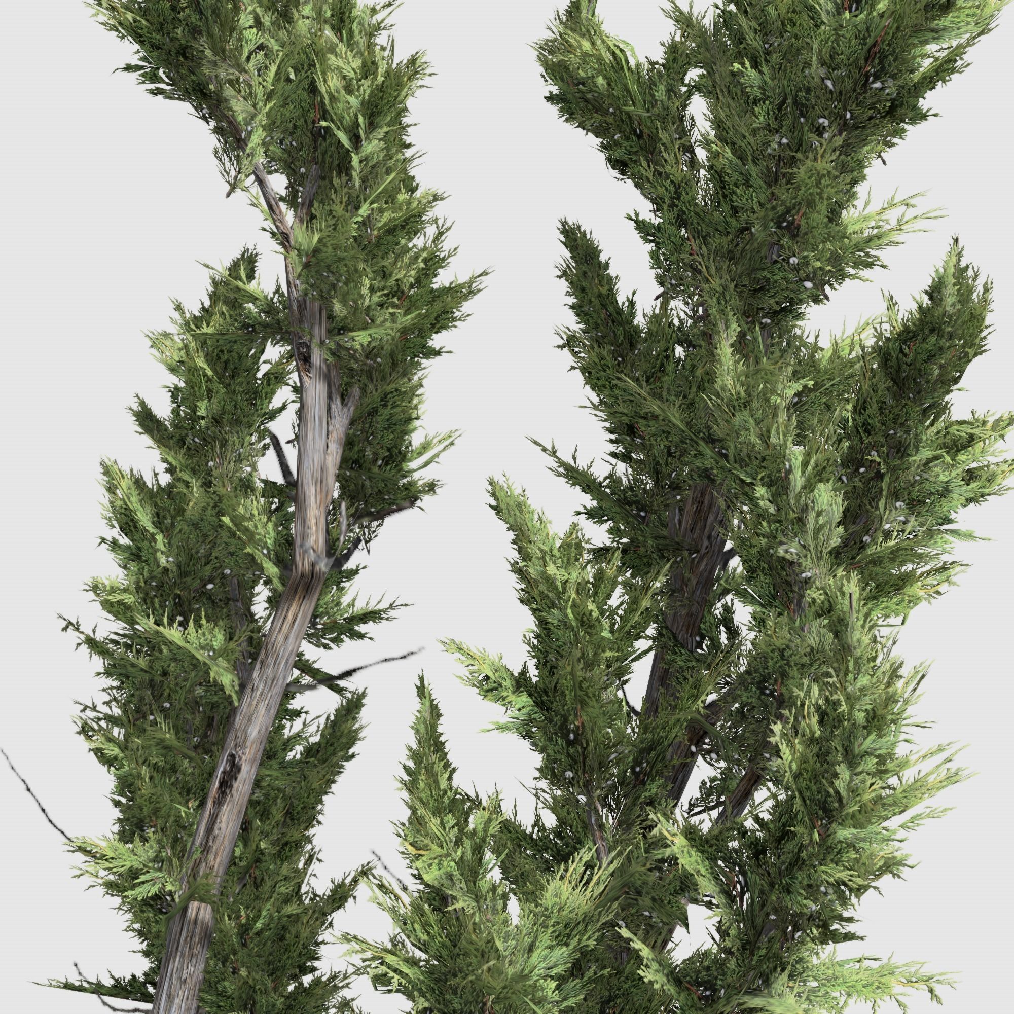 Holly wood Juniper tree collection 27  trees Models in the scene Low-poly 3D model_8