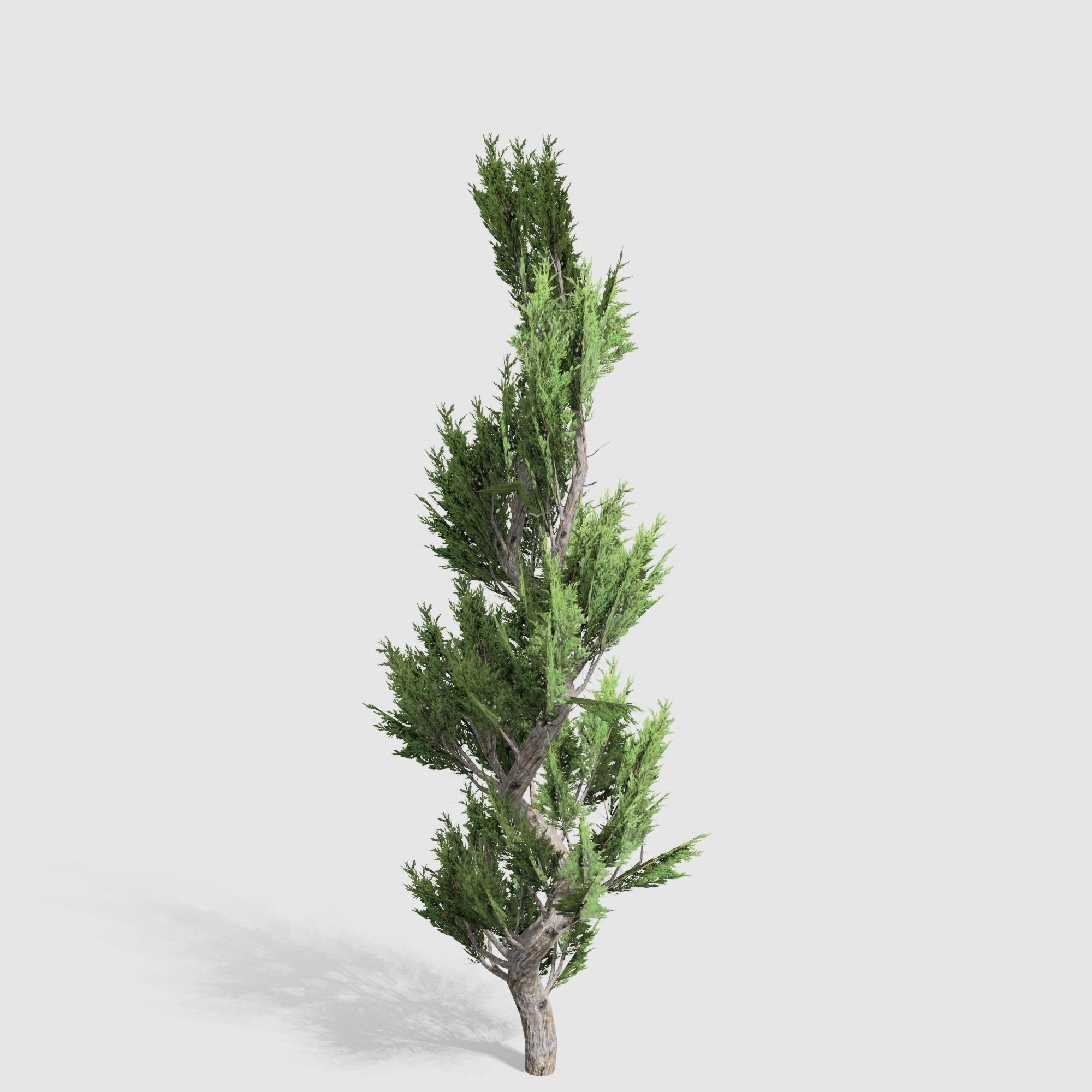 Holly wood Juniper tree collection 27  trees Models in the scene Low-poly 3D model_49