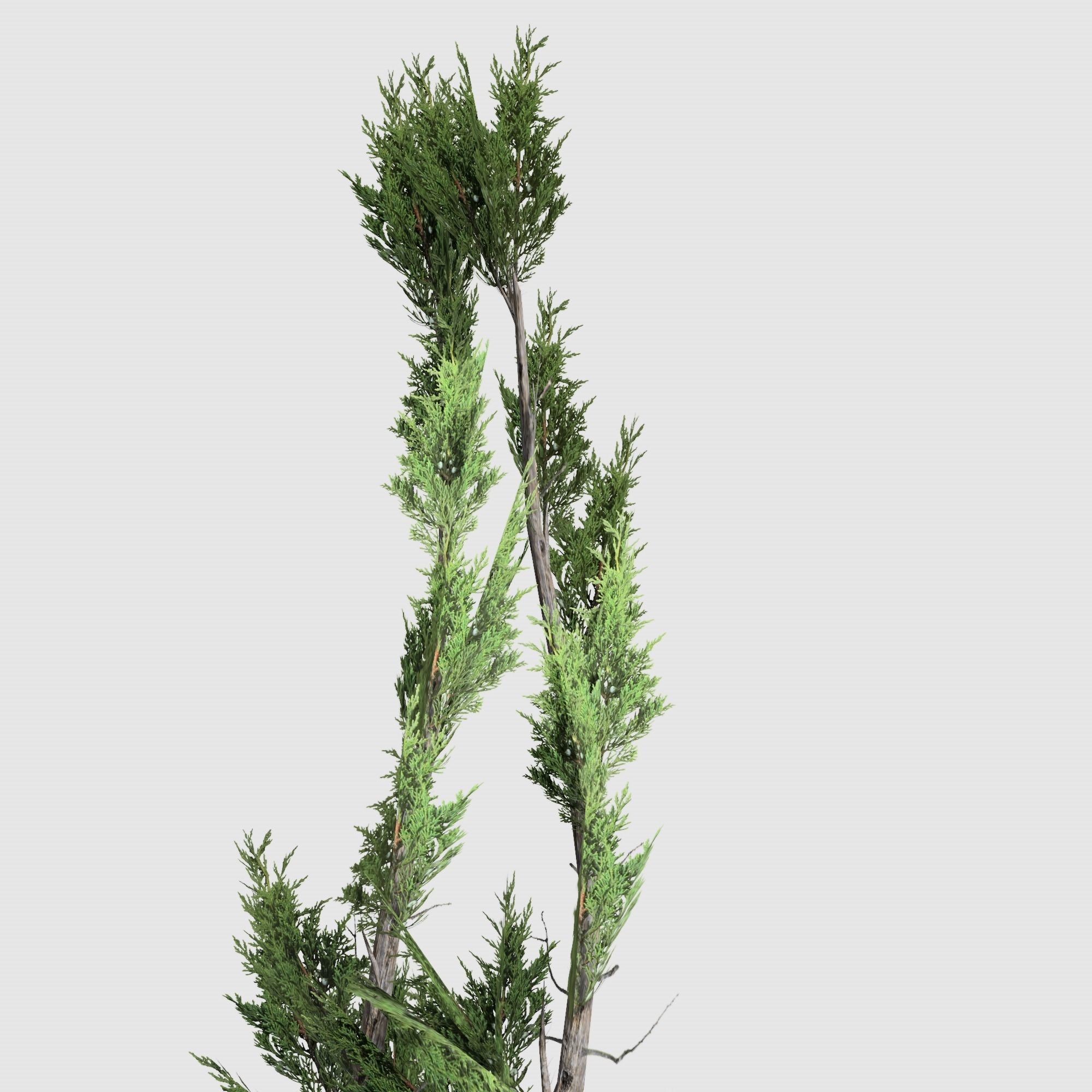 Holly wood Juniper tree collection 27  trees Models in the scene Low-poly 3D model_52