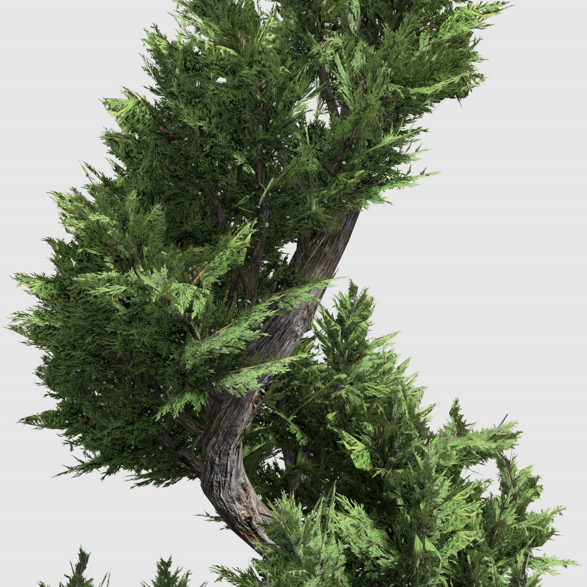 Holly wood Juniper tree collection 27  trees Models in the scene Low-poly 3D model_51