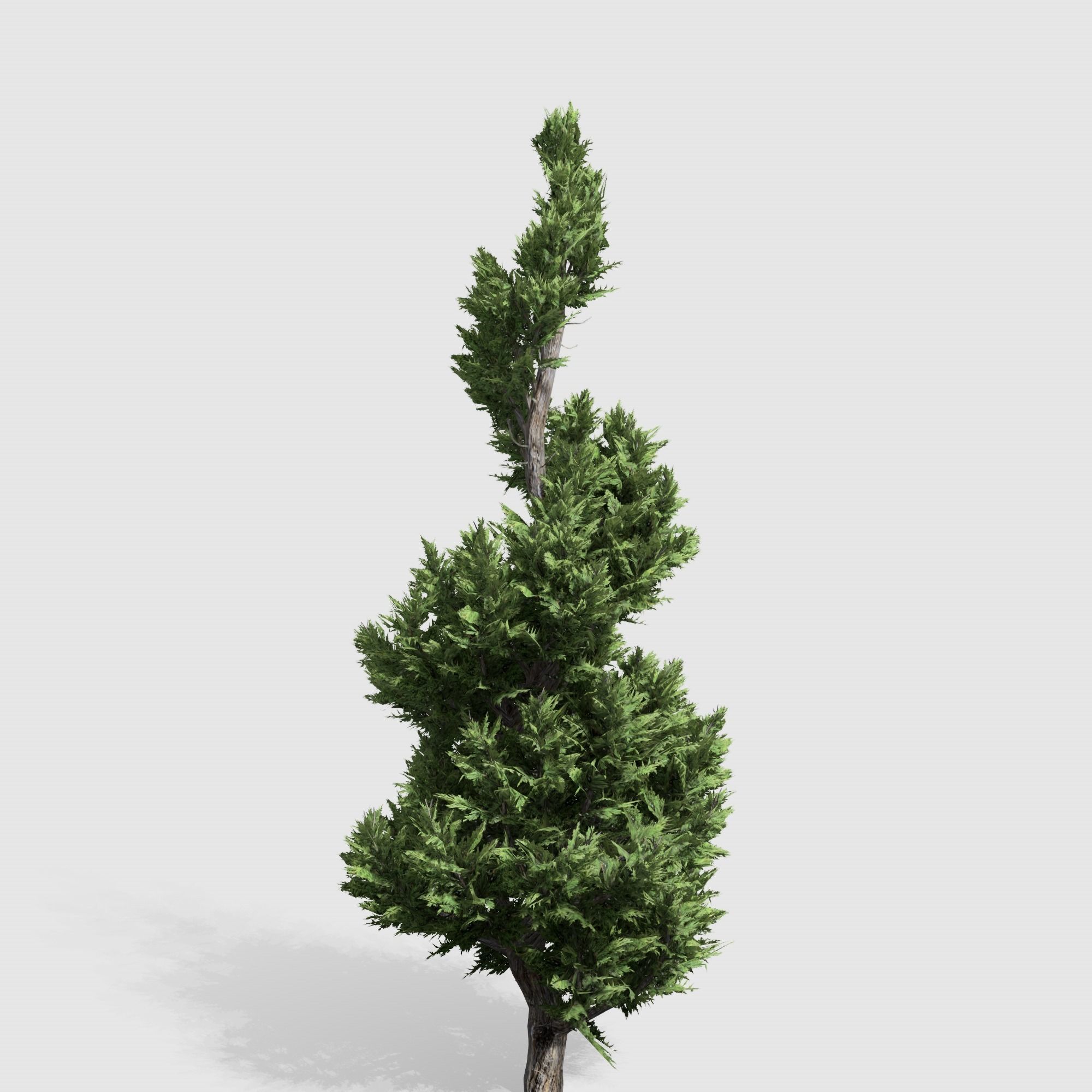 Holly wood Juniper tree collection 27  trees Models in the scene Low-poly 3D model_40
