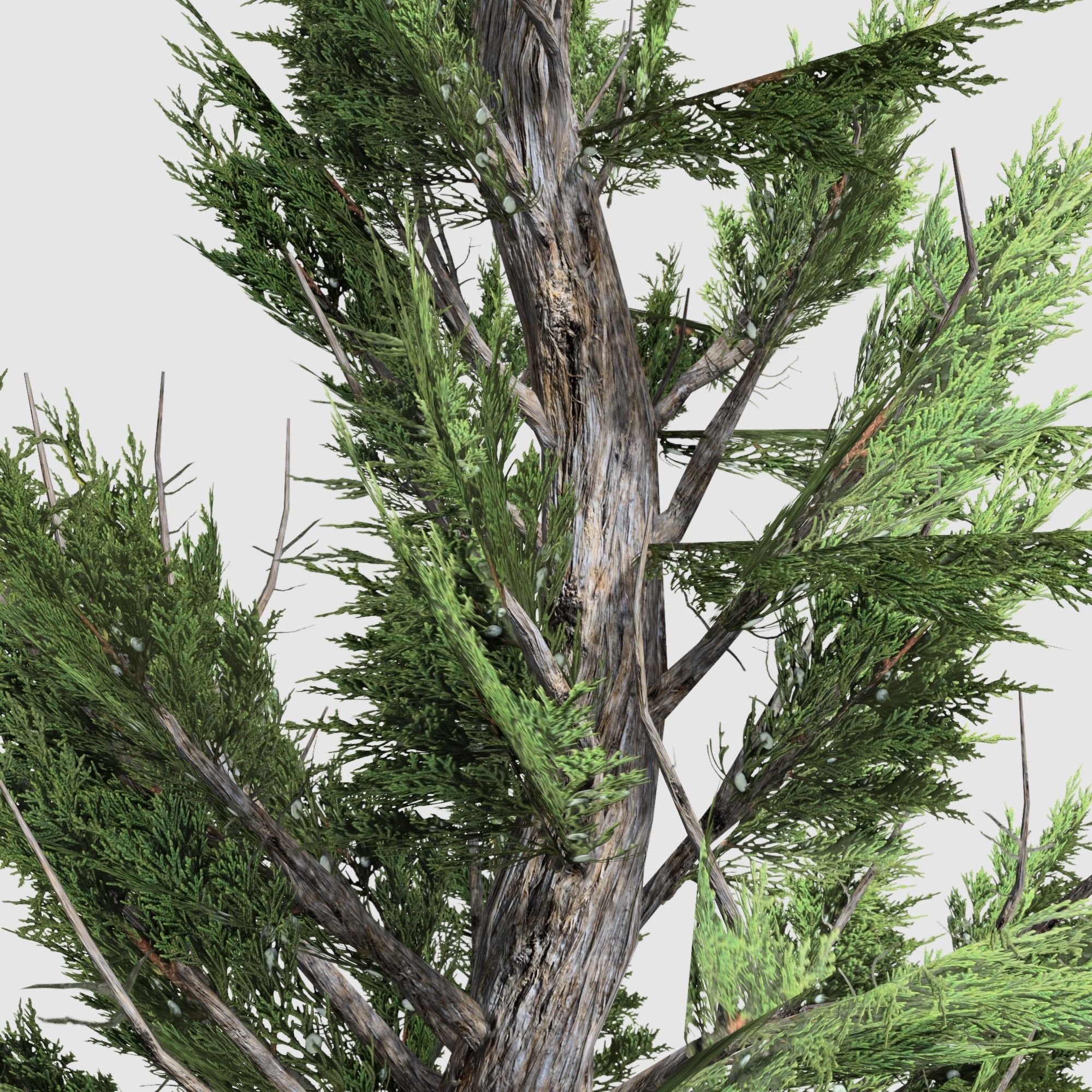 Holly wood Juniper tree collection 27  trees Models in the scene Low-poly 3D model_28