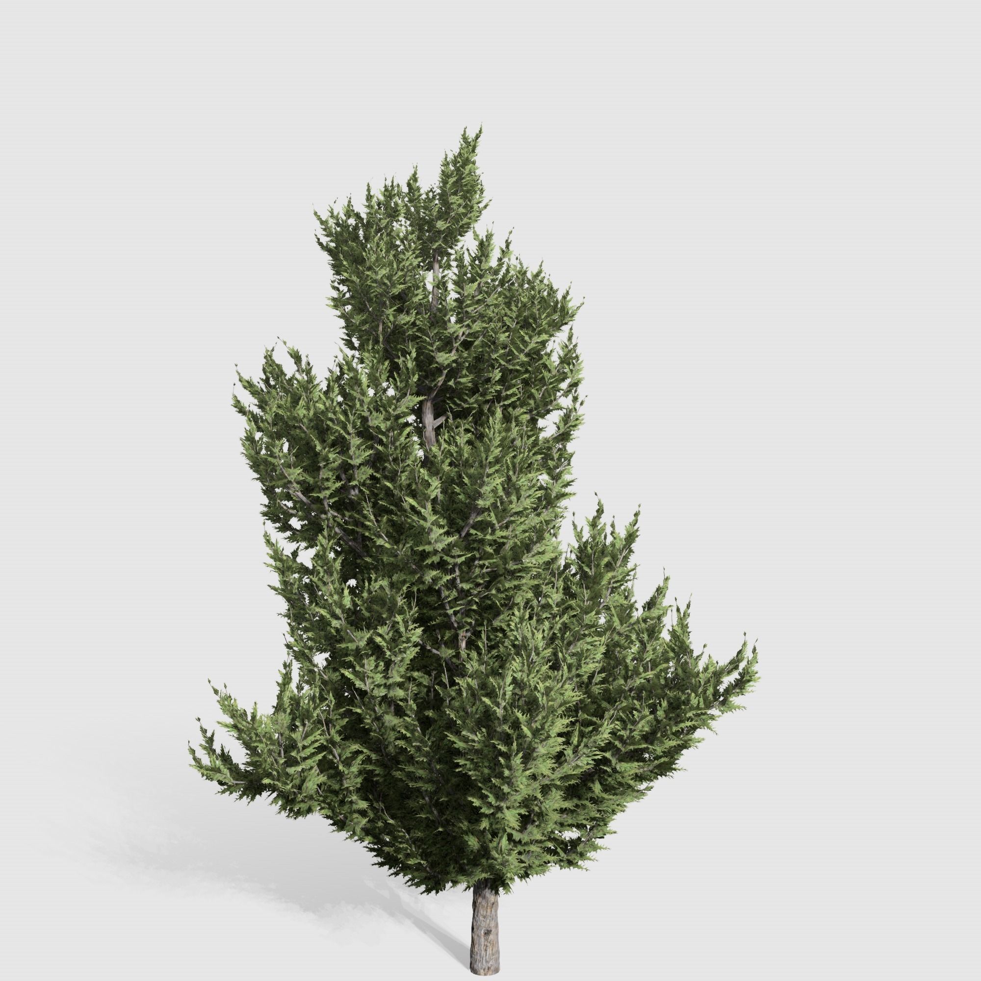 Holly wood Juniper tree collection 27  trees Models in the scene Low-poly 3D model_12