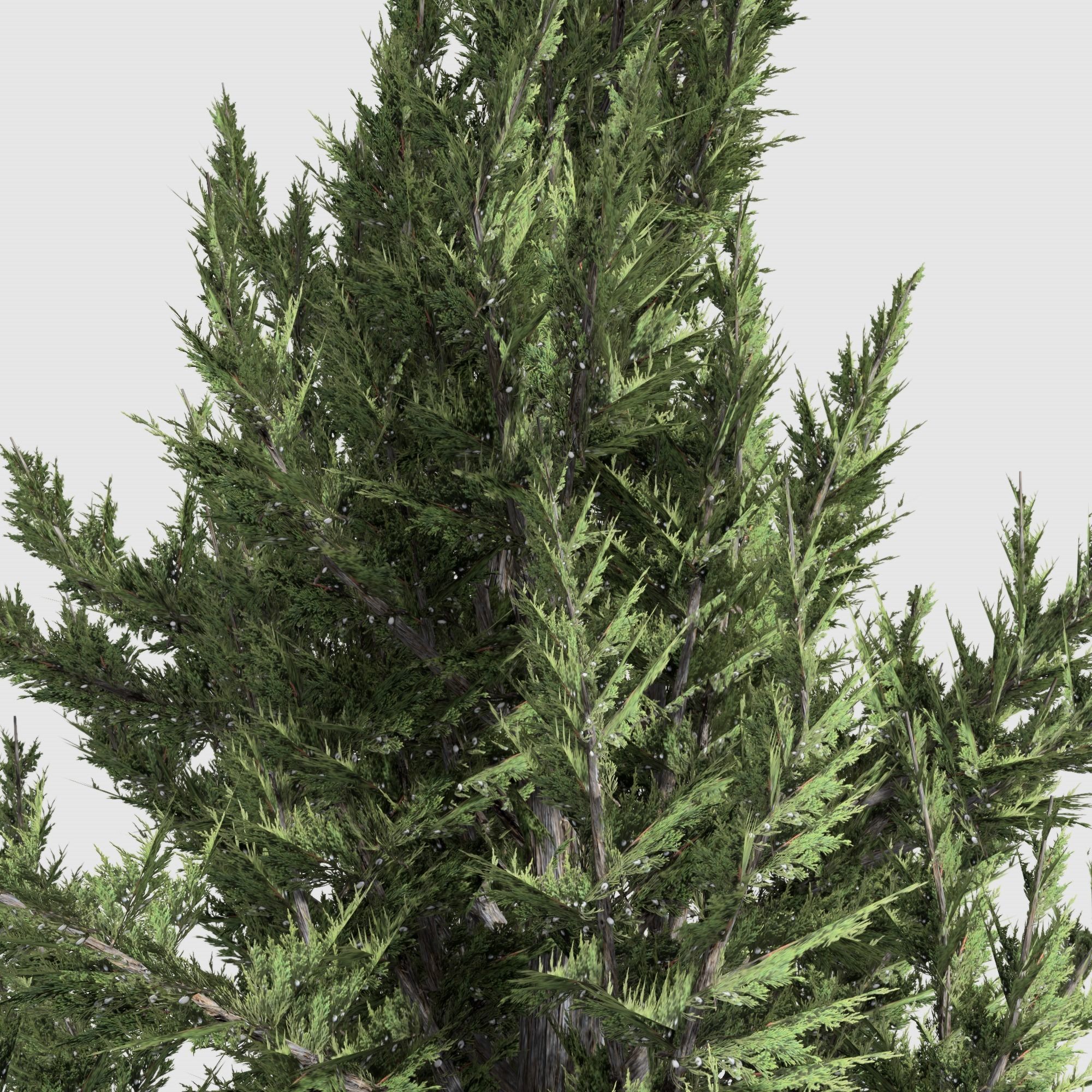 Holly wood Juniper tree collection 27  trees Models in the scene Low-poly 3D model_36