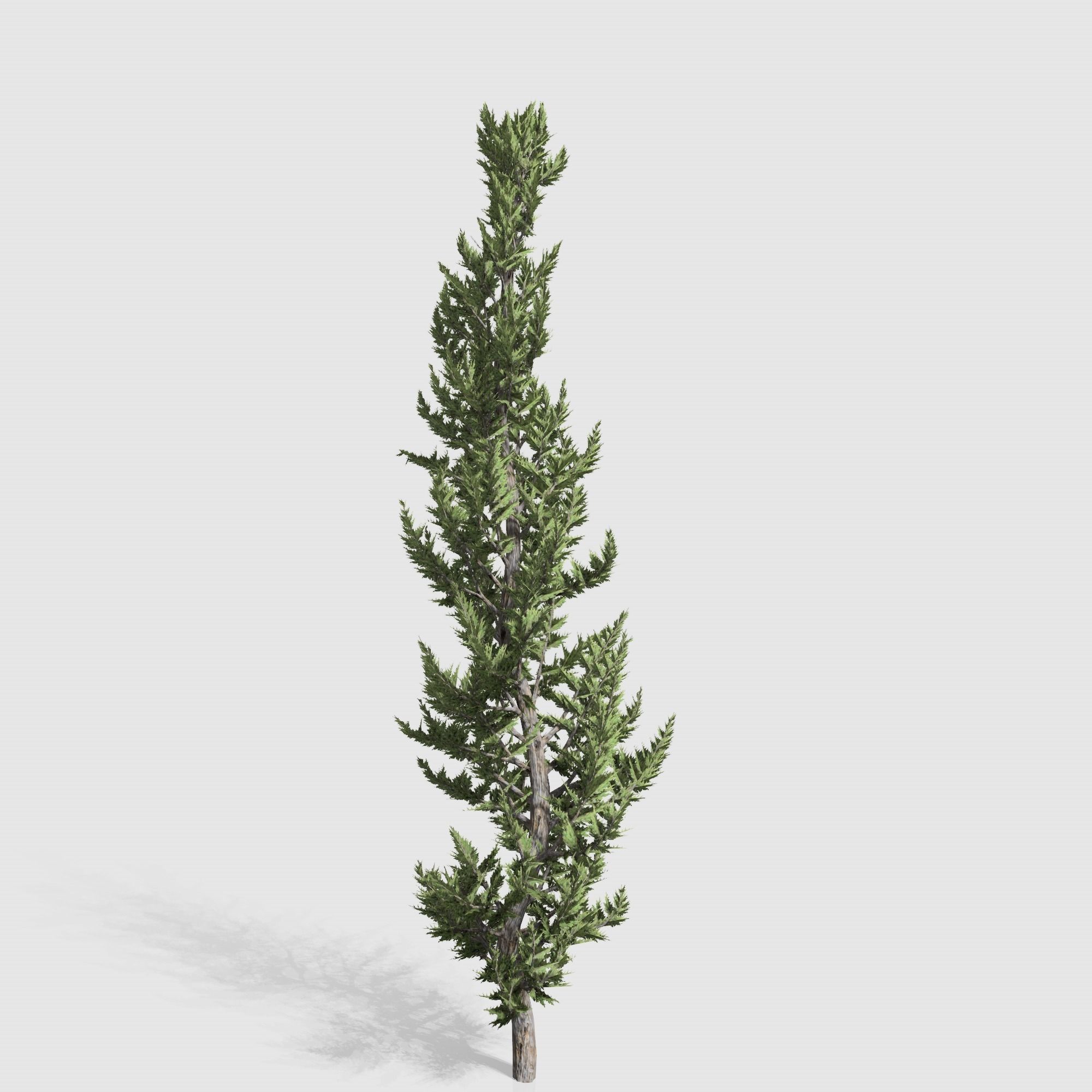 Holly wood Juniper tree collection 27  trees Models in the scene Low-poly 3D model_23