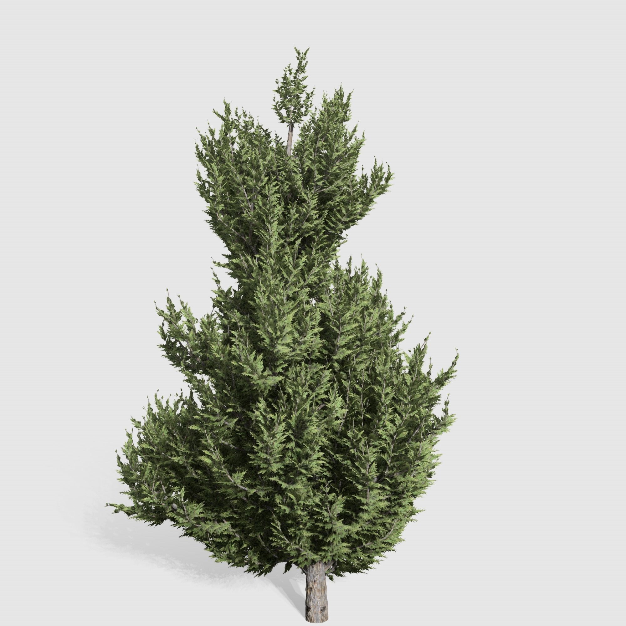 Holly wood Juniper tree collection 27  trees Models in the scene Low-poly 3D model_11