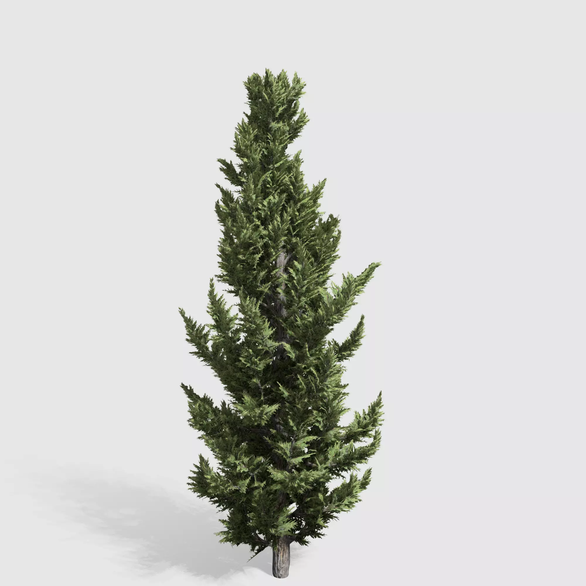 Holly wood Juniper tree collection 27  trees Models in the scene Low-poly 3D model_0