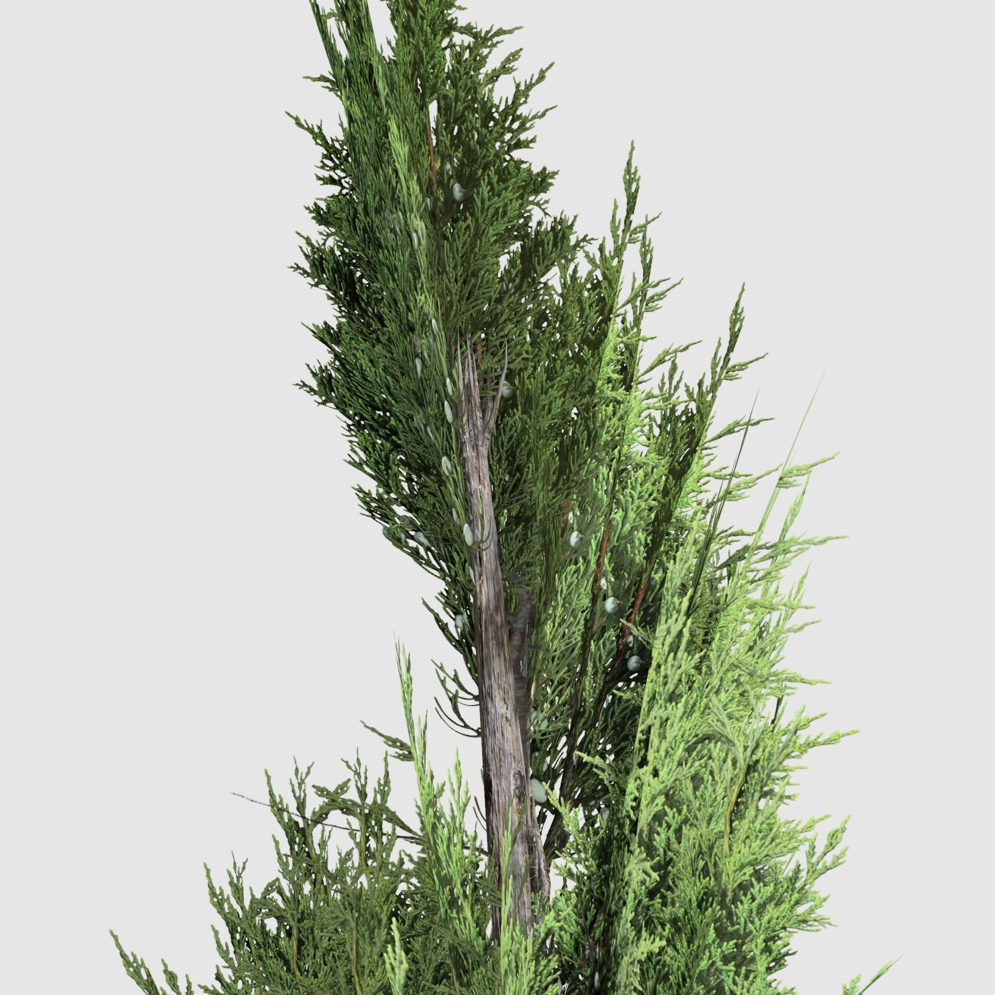 Holly wood Juniper tree collection 27  trees Models in the scene Low-poly 3D model_53