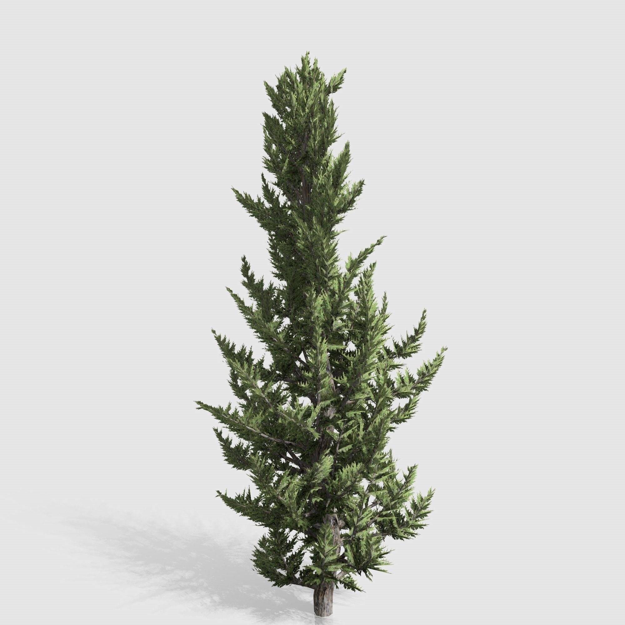 Holly wood Juniper tree collection 27  trees Models in the scene Low-poly 3D model_24